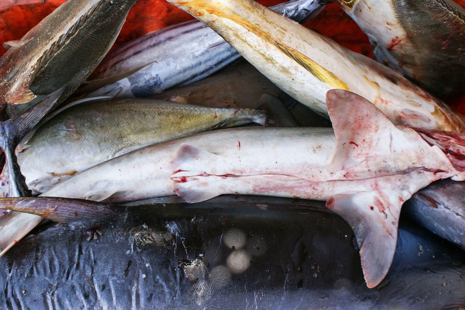 pescado.jpg