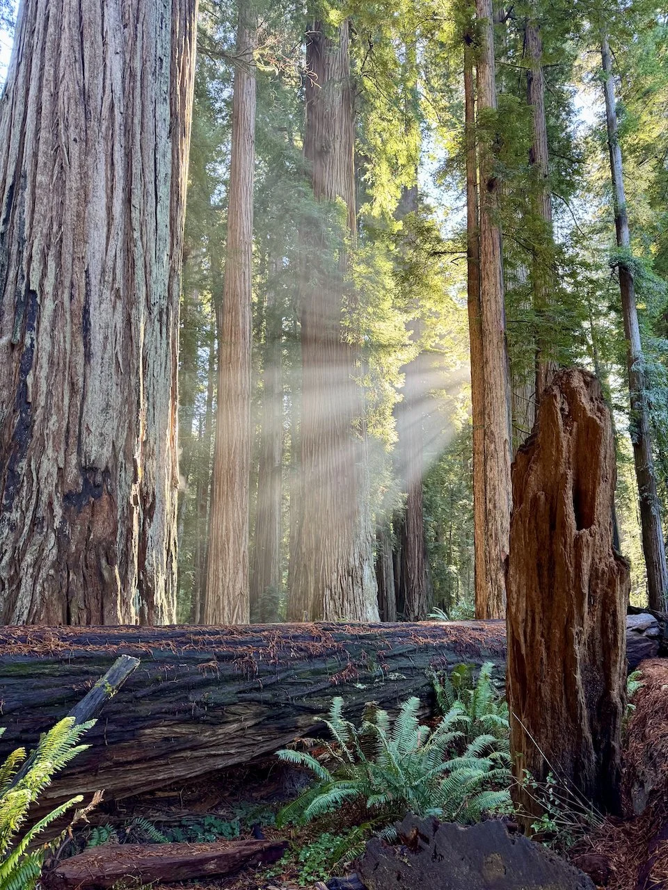 To Wander Through the Redwood Trees
