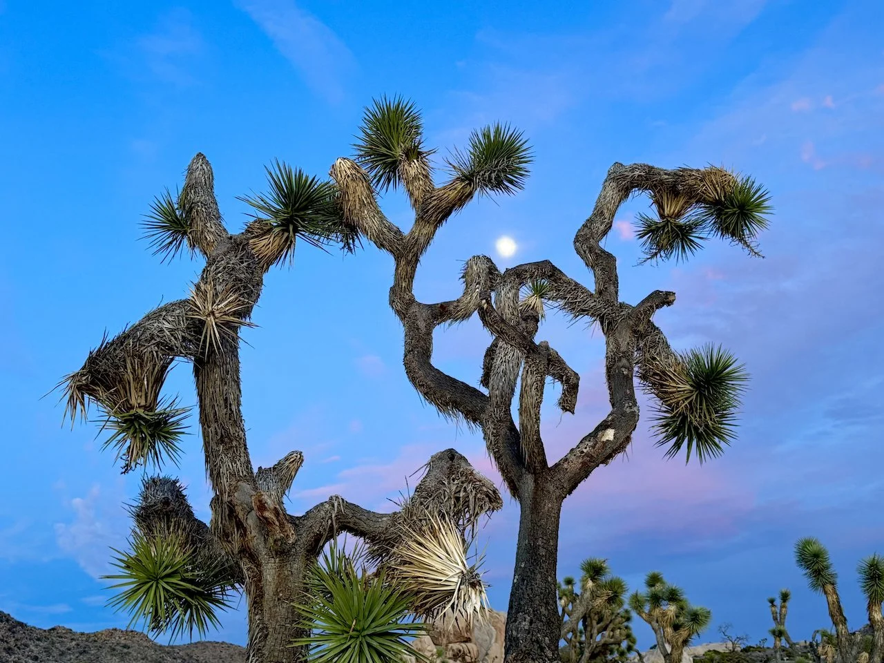 Joshua Tree: Rockin’ in the Free World