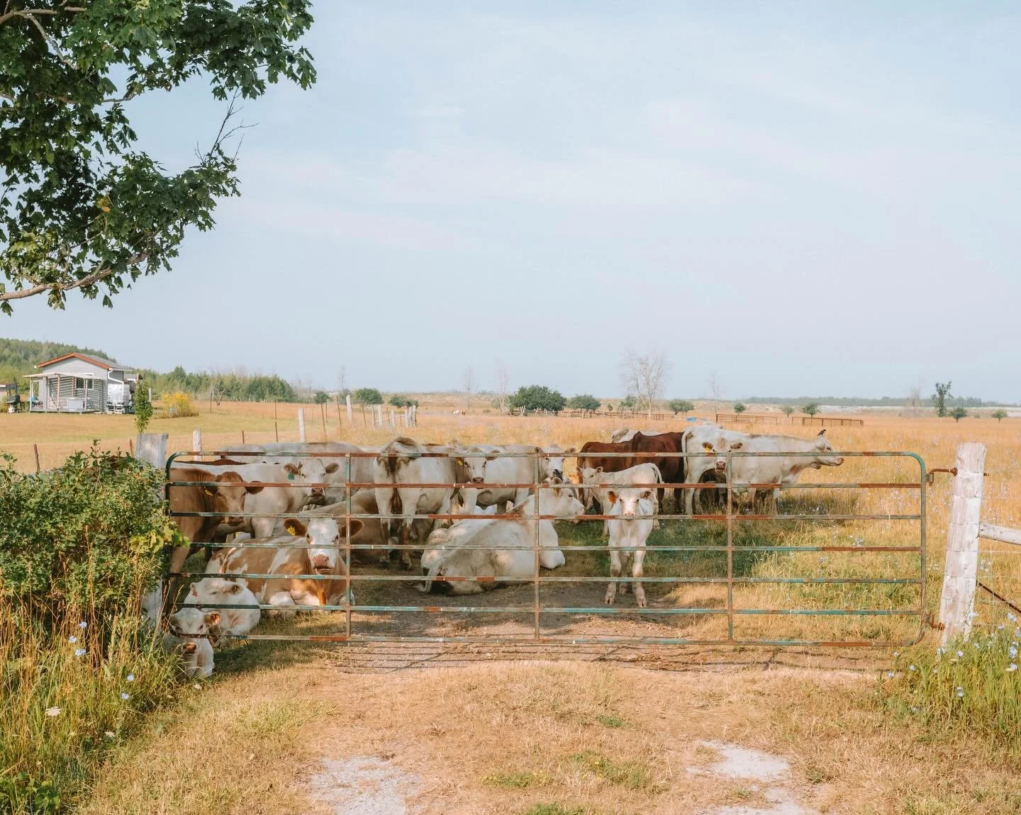 A warmer mood

(Is it user error or has Instagram decided to categorize photos in my camera roll by date created? Rather than date added to device - which was typical. If it&rsquo;s the former, how do I fix this nonsense? If it&rsquo;s the latter, wh