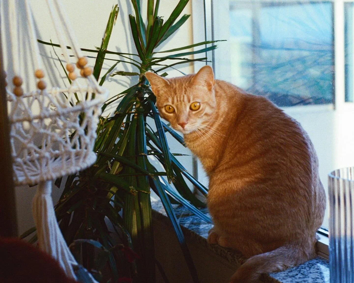 Twin terrors of love (Fuji Superia 400)