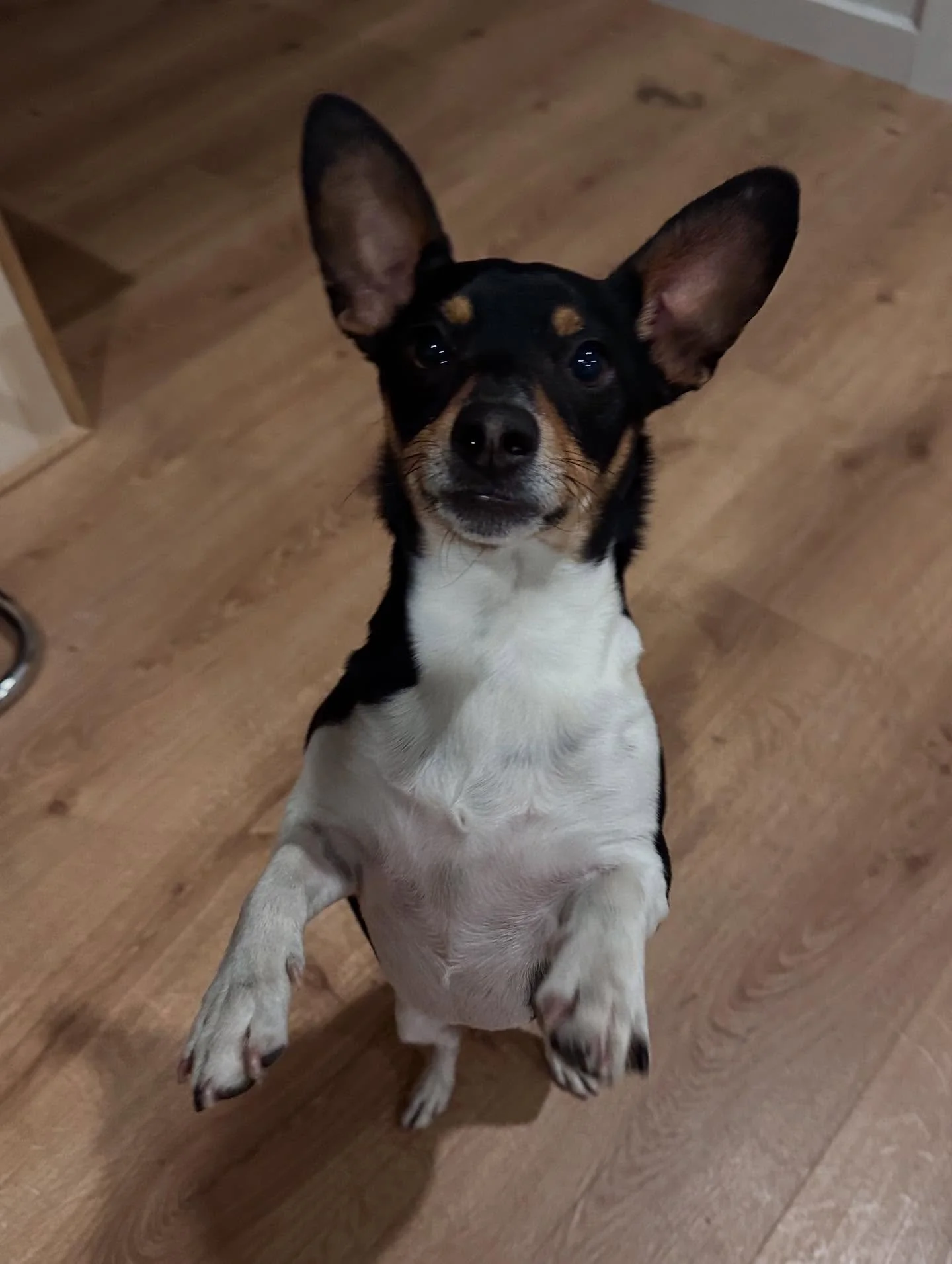 Some this past weeks shenanigans. 
Doglogik - Dog Minding Services
**Have a sniff around our website at www.doglogik.com.au to set up a chat. Also check out the online store for some great doggo goodies.**
#dog #dogwalking #dogtraining #dogplay #d