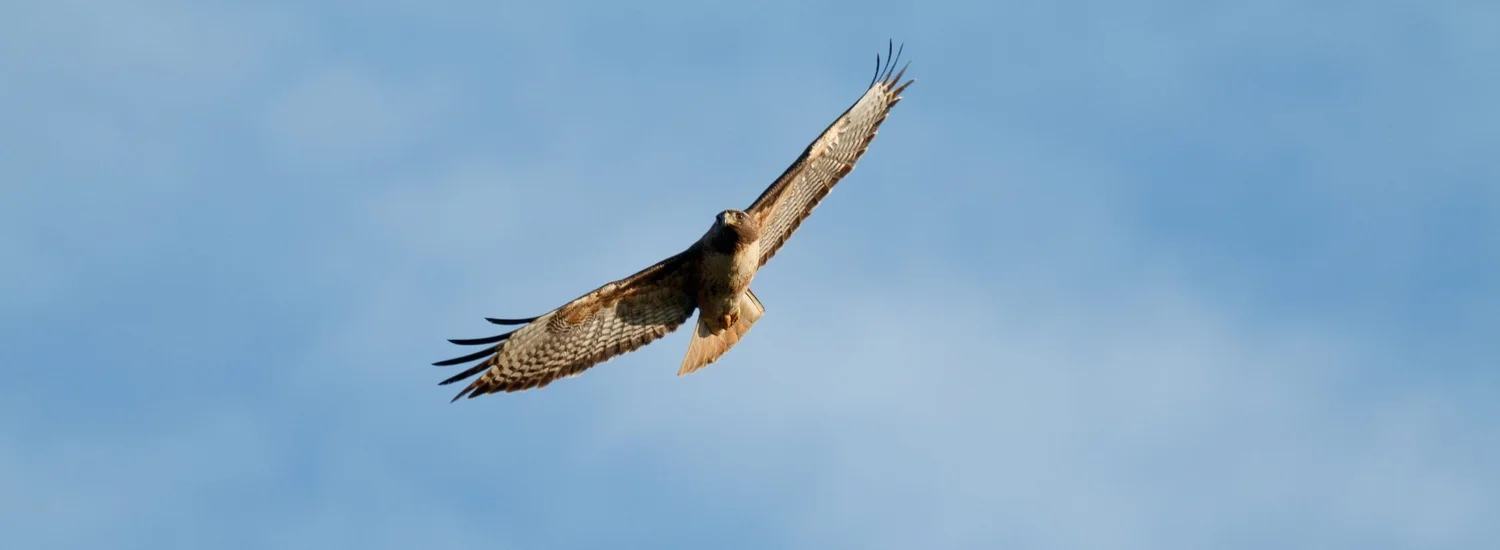 Soaring Raptors Tribute Gift — The Raptor Trust