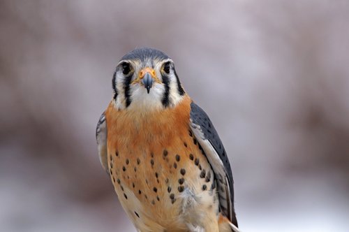 Bird Raptor Features What's a Raptor — The Raptor Trust
