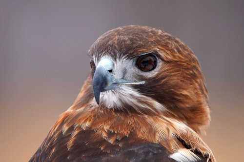 What's a Raptor — The Raptor Trust