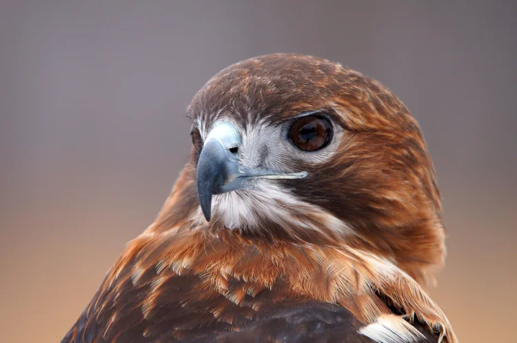 Scab Raptor What's a Raptor — The Raptor Trust