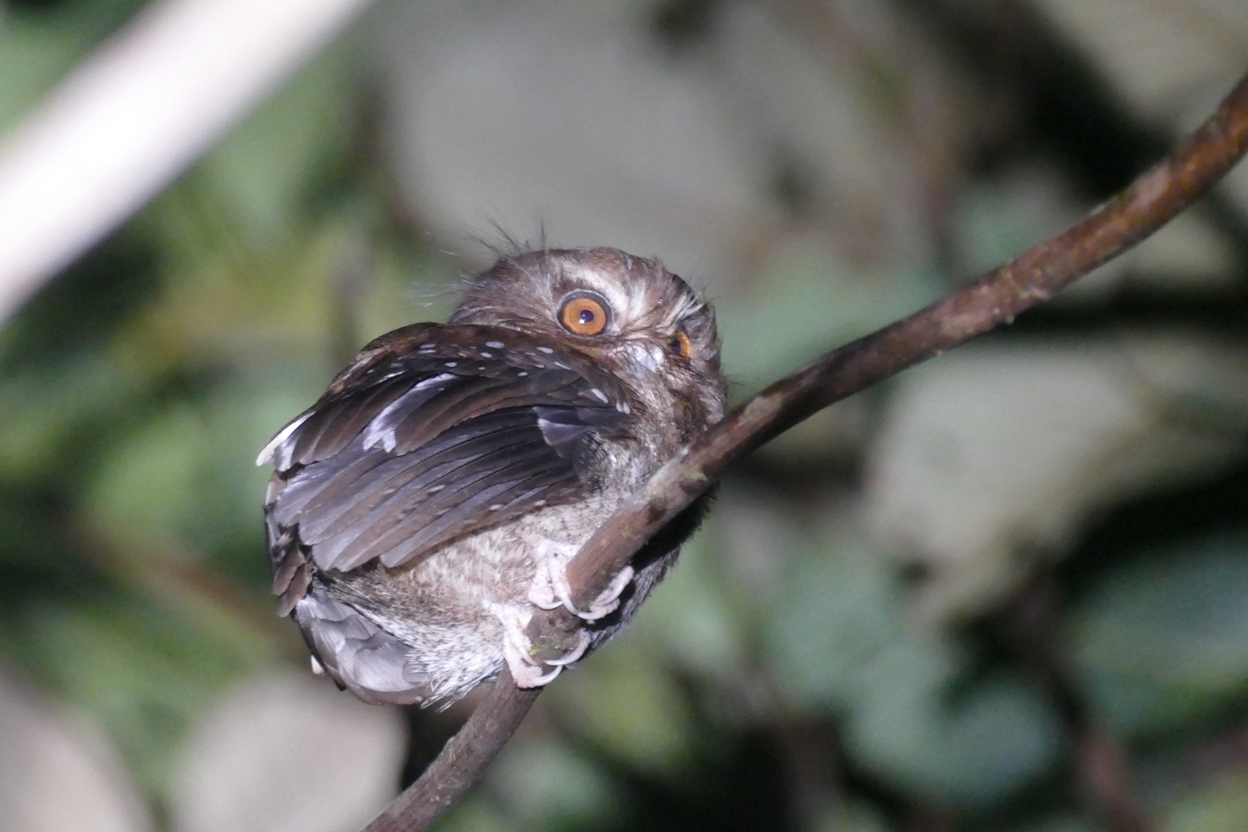 BigYear_Long-whiskeredOwlet_Peru.JPG