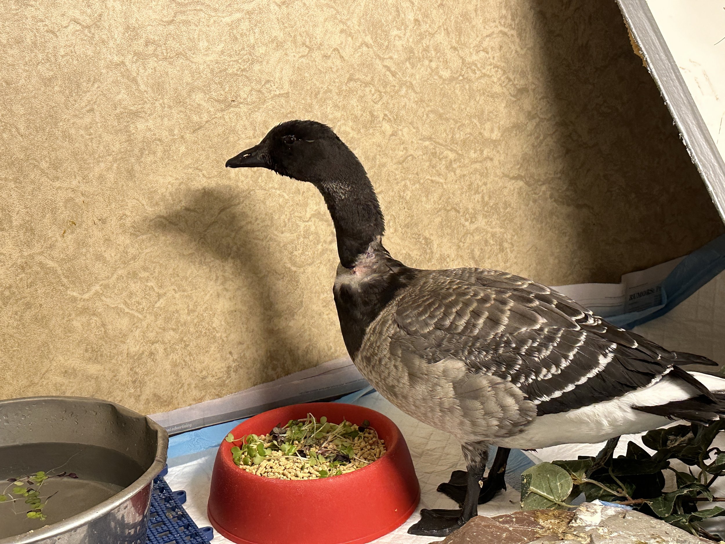 An Unusual Goose — The Raptor Trust