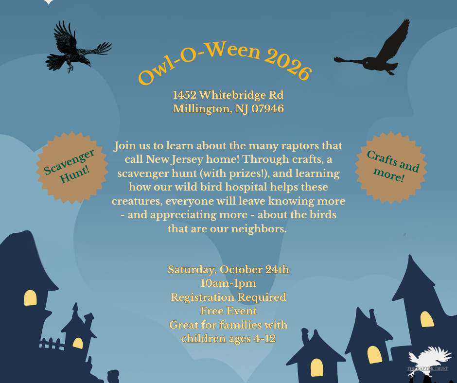 Owl-O-Ween