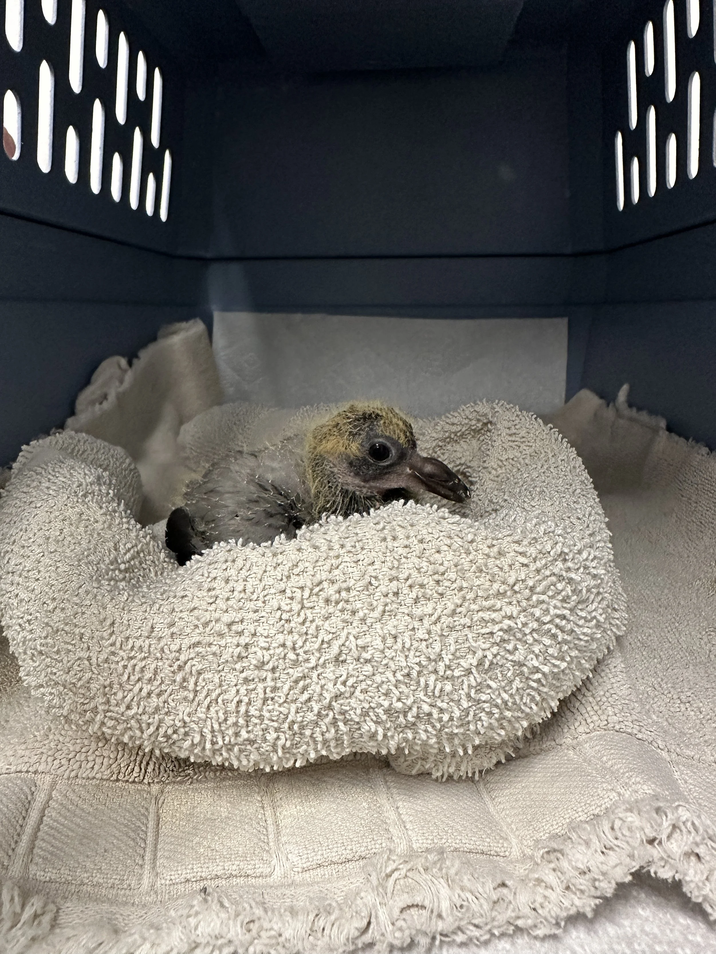 injured baby bird.JPG