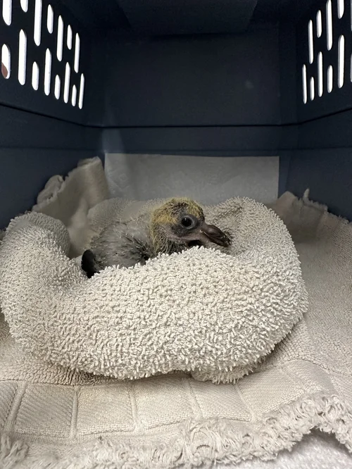 What Should I Feed an Injured Baby Bird: Essential Care Tips