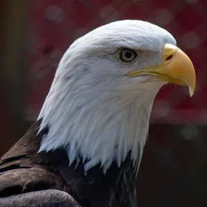 The Raptor Trust