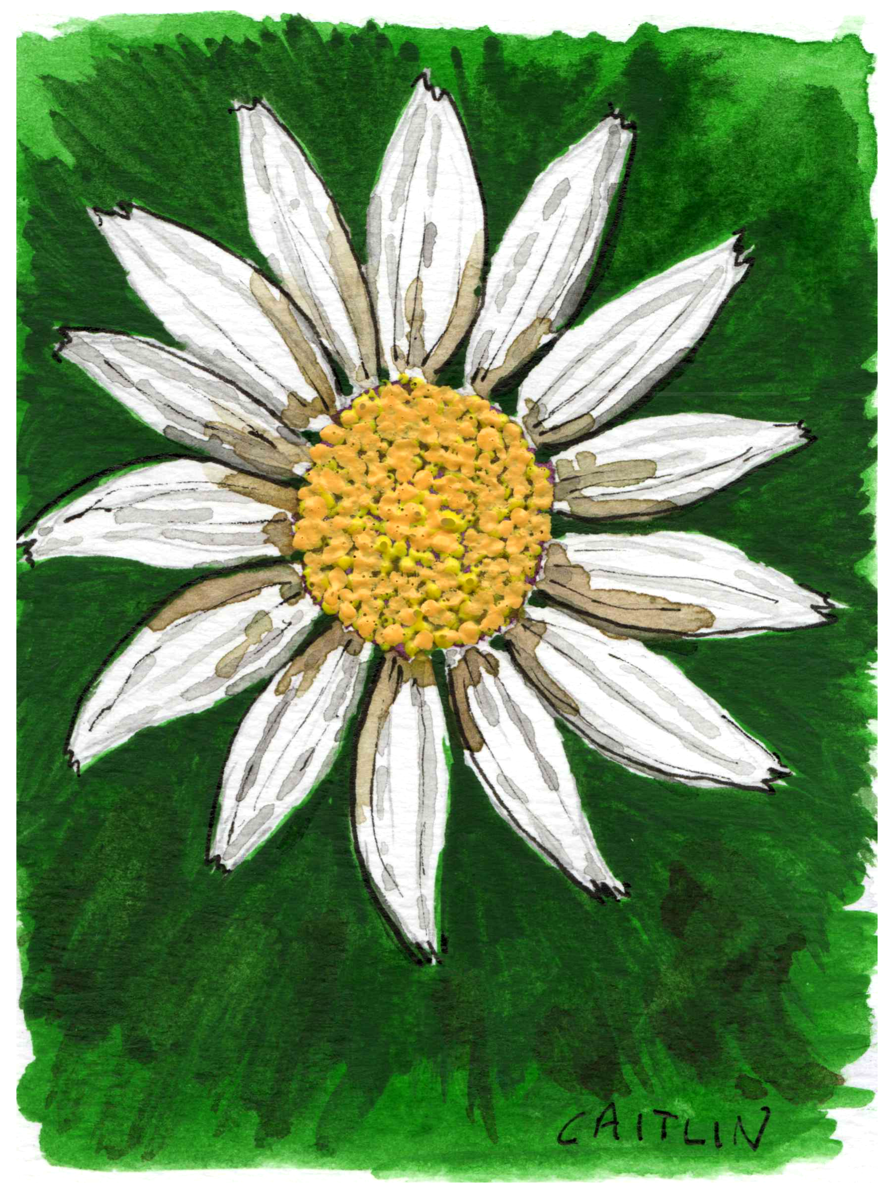 Daisy_Watercolor_3x4.png