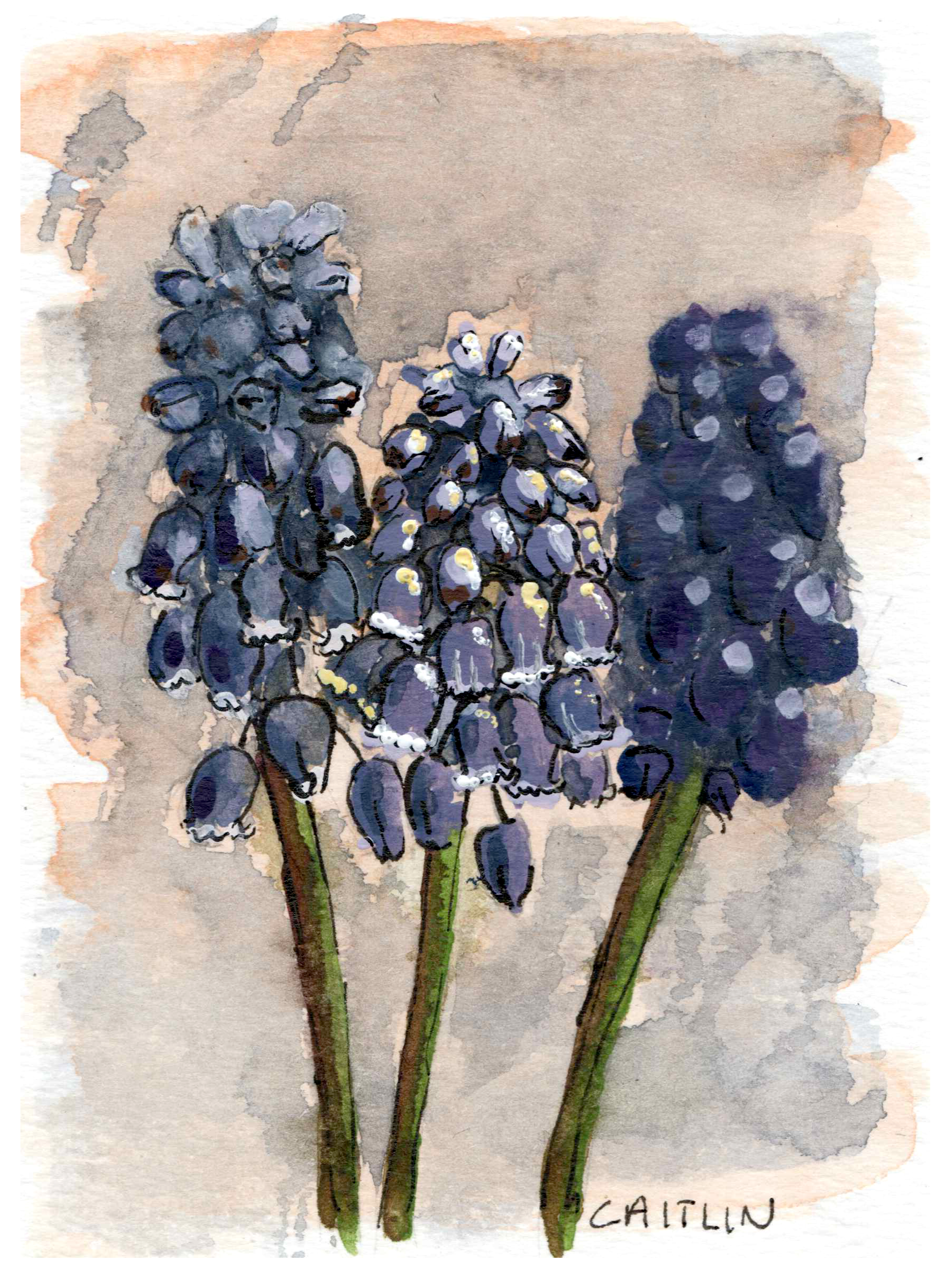 Grape Hyacinth_Watercolor_3x4.png