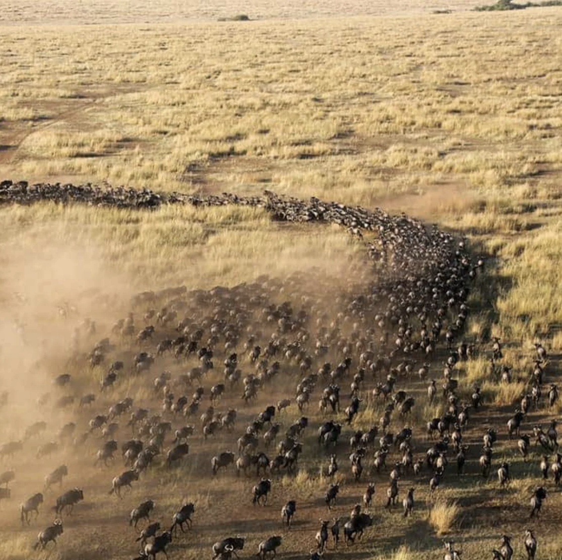 Serengeti at golden hour