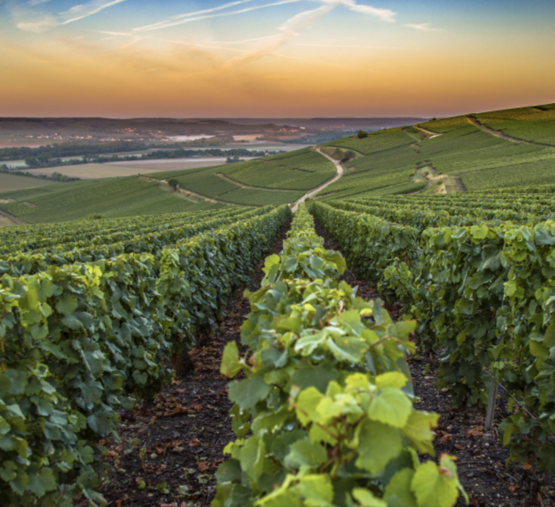 Vineyard with rows of grapevines stretching over a hilly landscape during sunset.