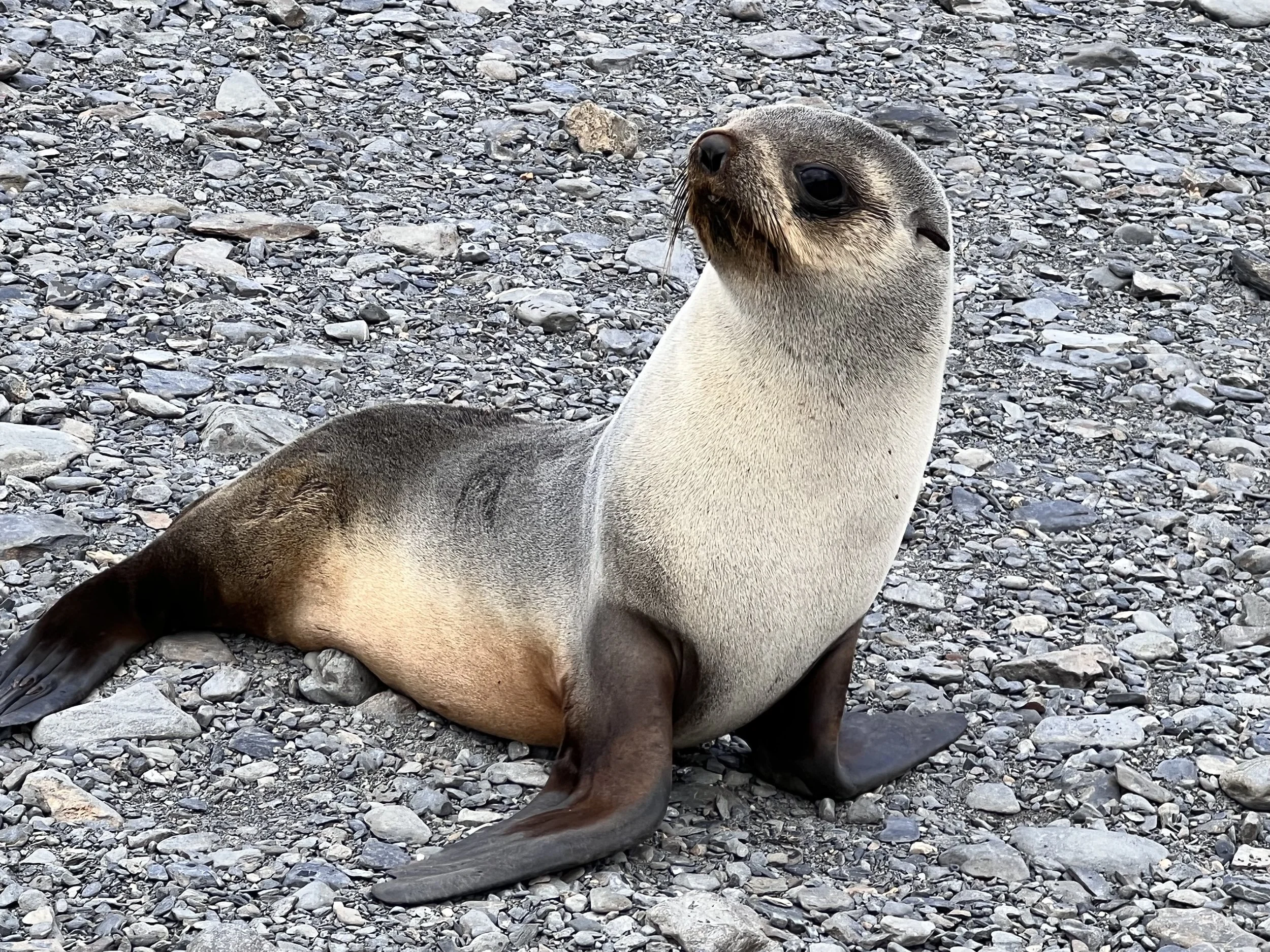 A young seal with a sleek, grayish-brown body and a lighter underbelly, sitting on a rocky shore, looking slightly upward.
