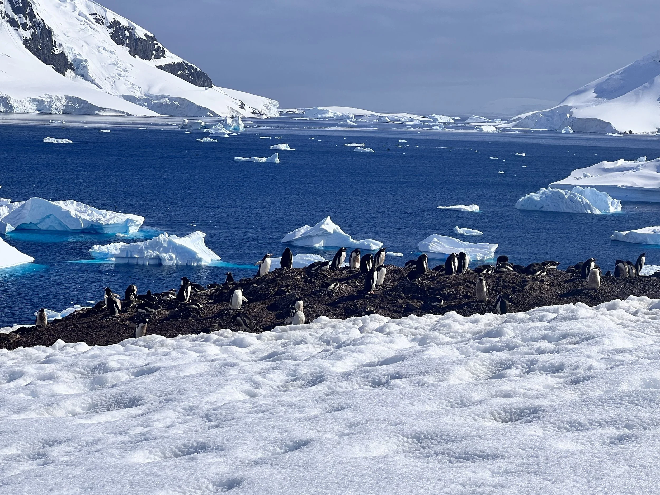 Group of penguins standing on rocky terrain amidst snow and ice, with a backdrop of icy waters and snowy mountains in Antarctica.