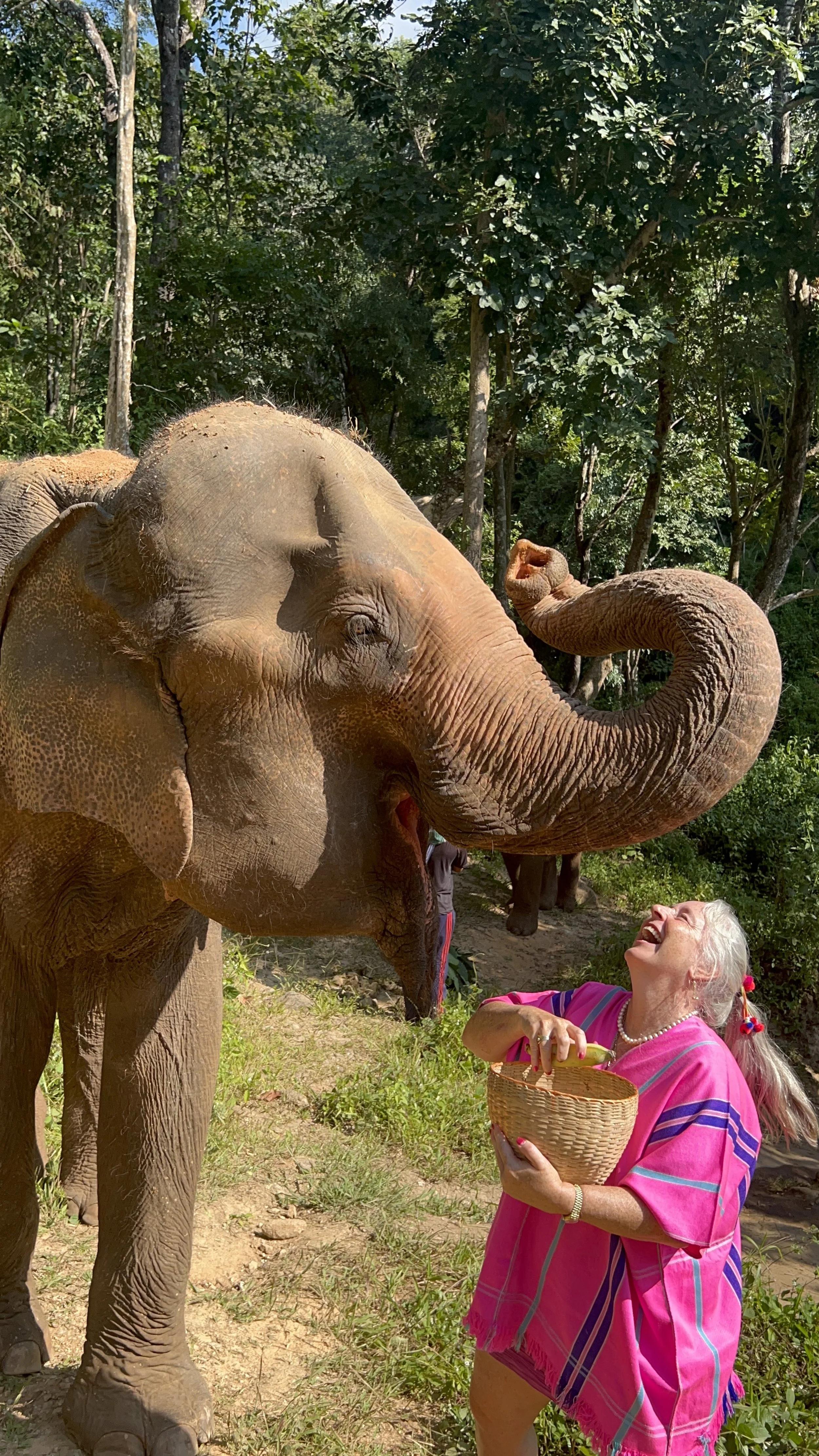 An elderly woman with gray hair, wearing a pink dress, laughing and feeding an elephant with a basket in her hand. The elephant is smiling and reaching its trunk towards her face in a forest setting.