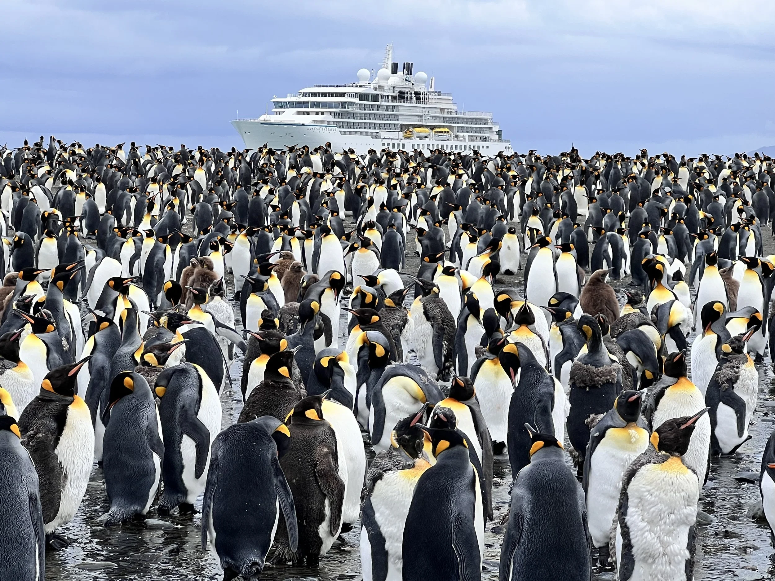 expedition cruise with penguins in foreground