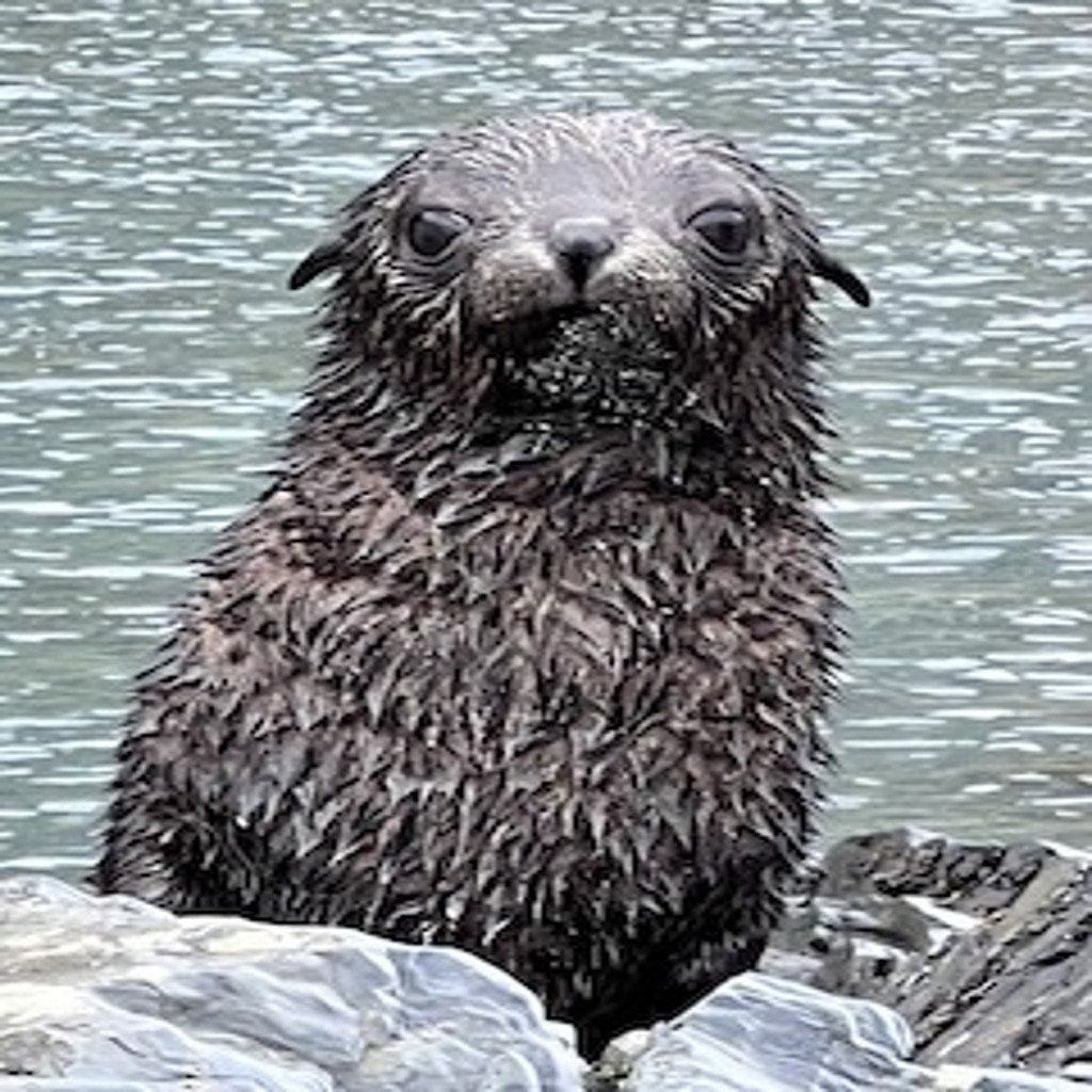A sea otter sitting on rocks in water, facing the camera.