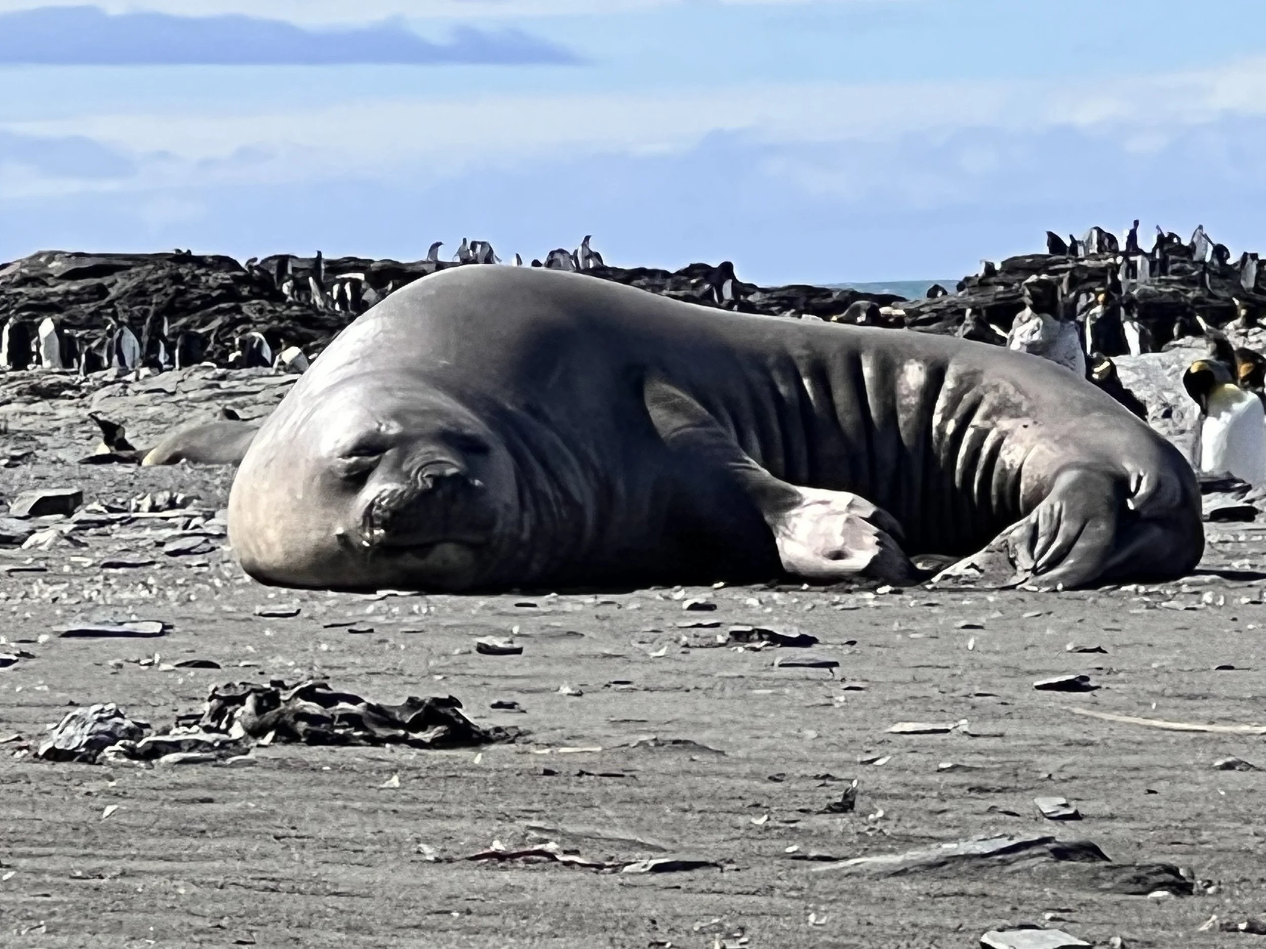 A large elephant seal resting on a sandy beach with a colony of penguins in the background.