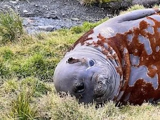 A large, weathered, and muddy seal lying on the grass near a rocky area.