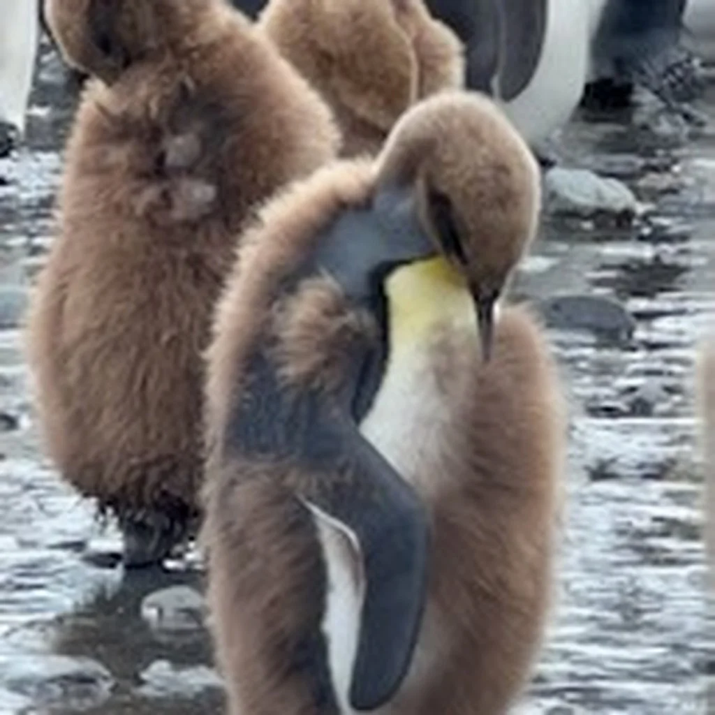 Group of young brown and black ducklings walking on a rocky and wet surface.