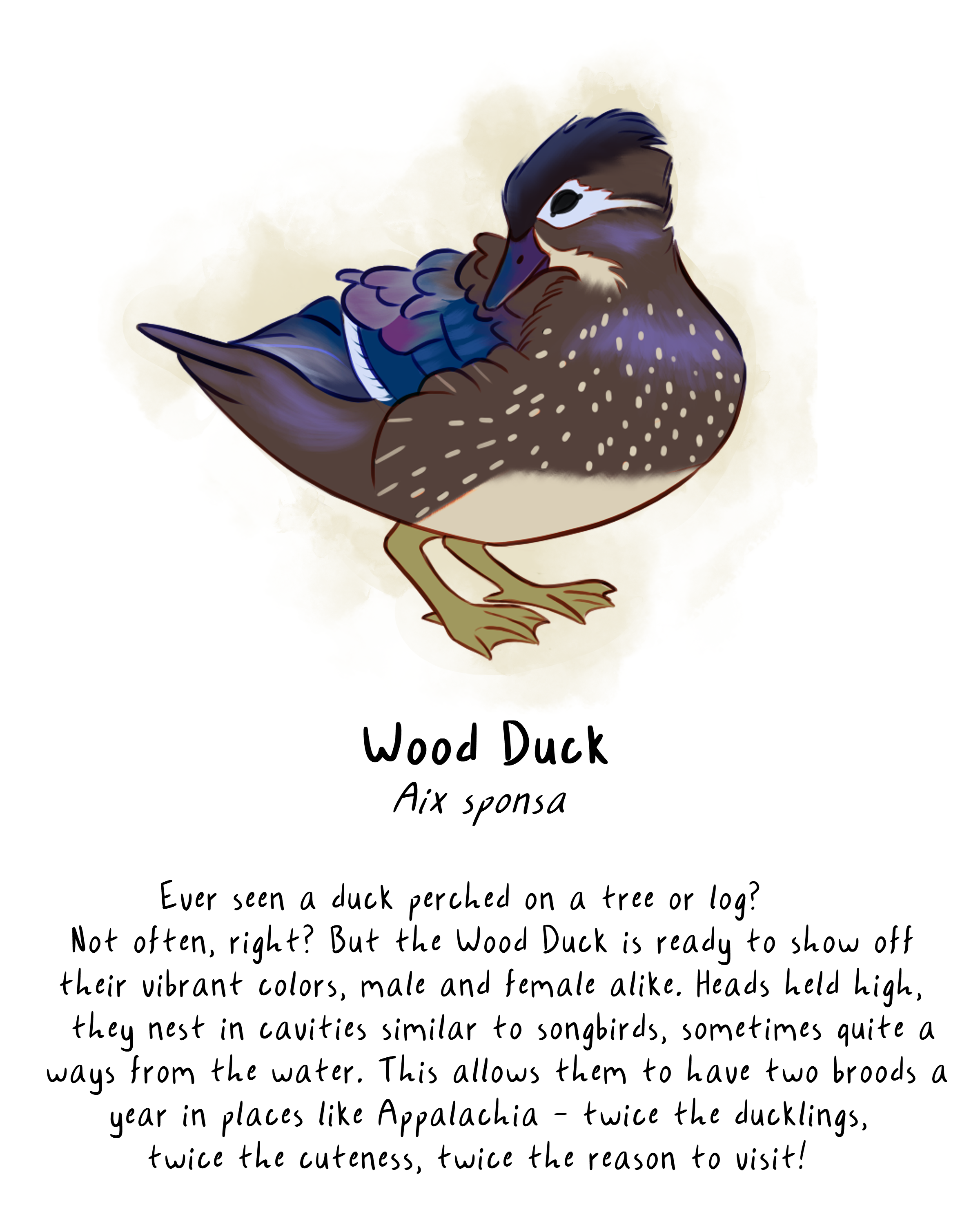 soloduck.png