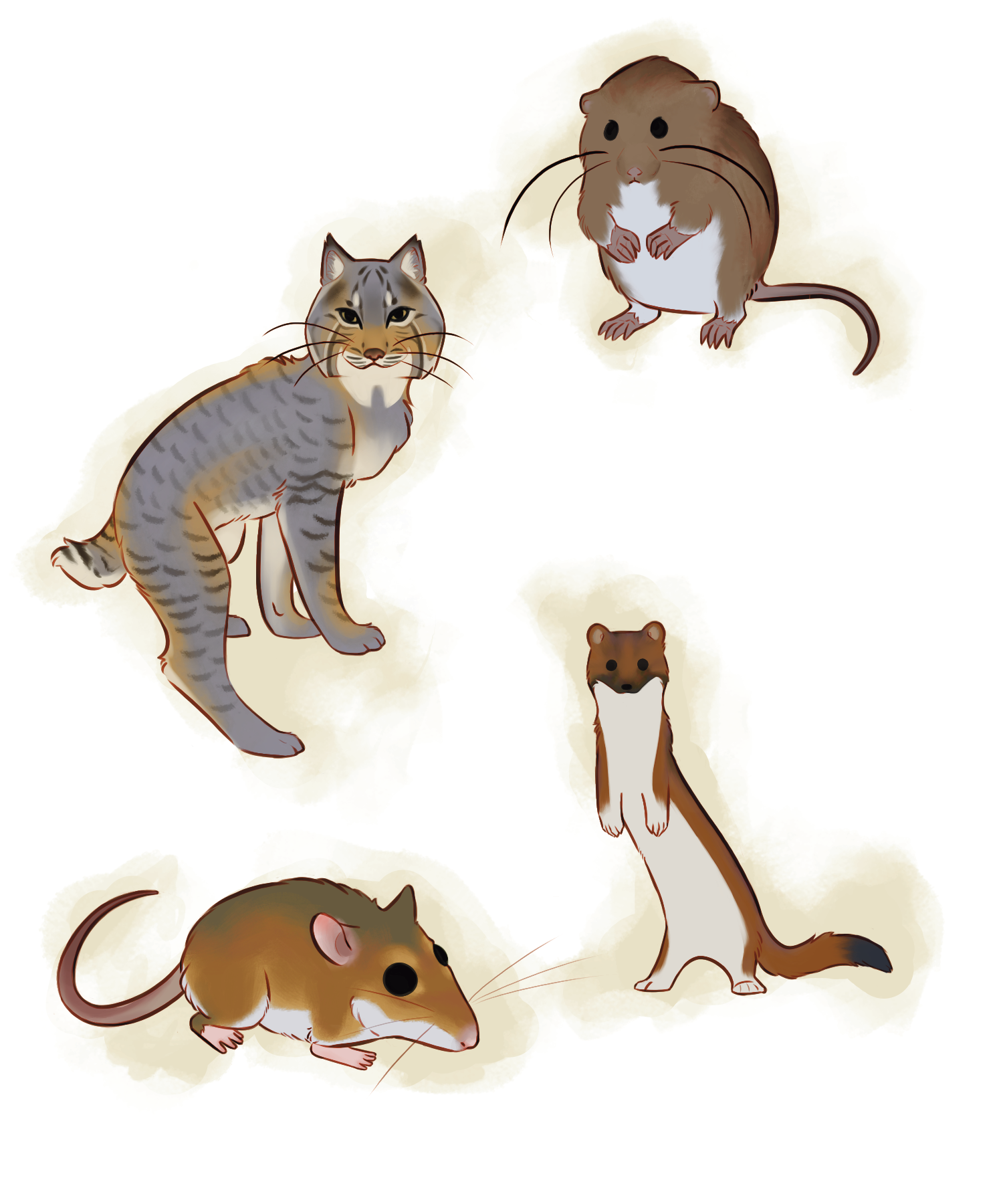 bobcmvolewtmostoat.png