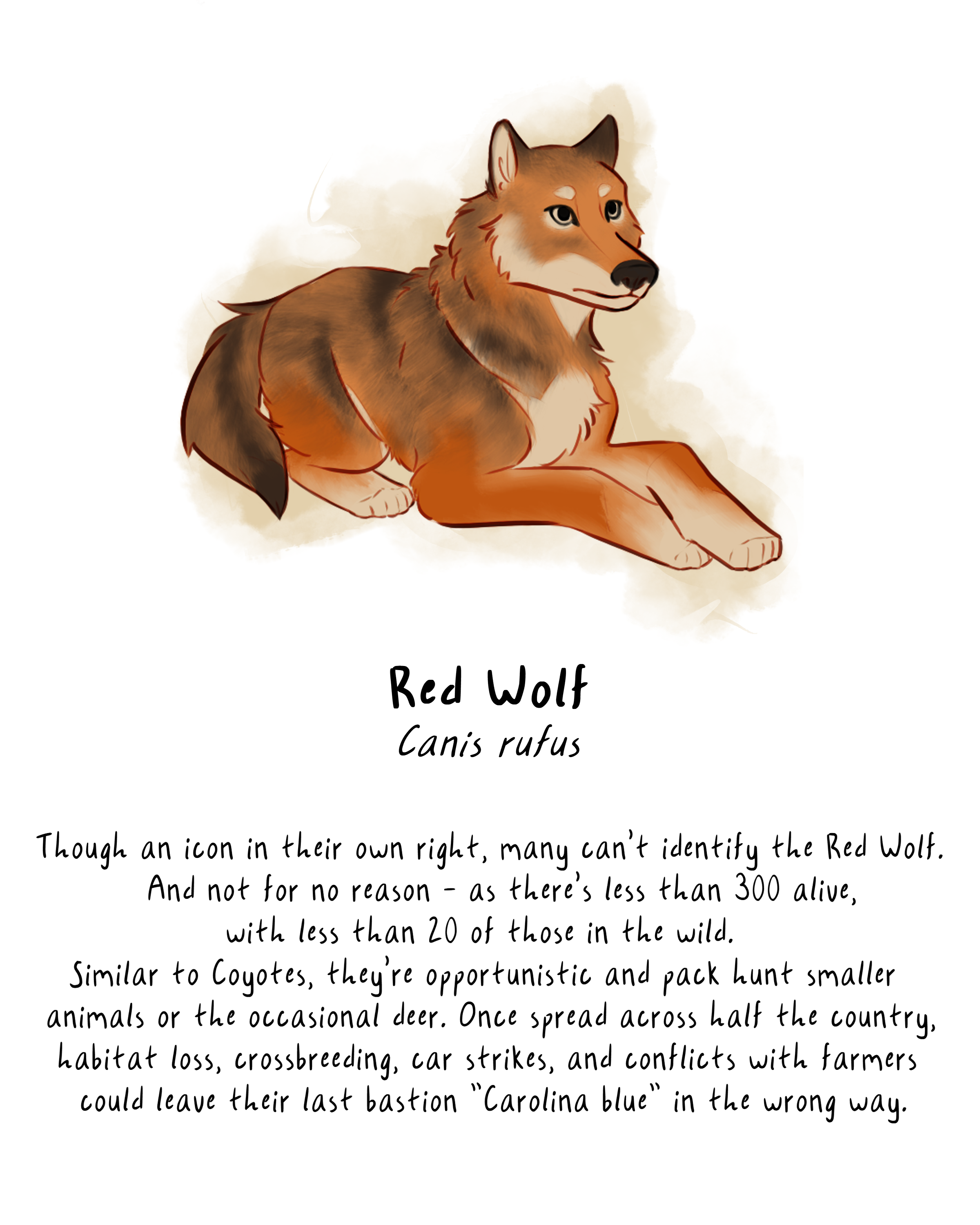 soloredwolf.png