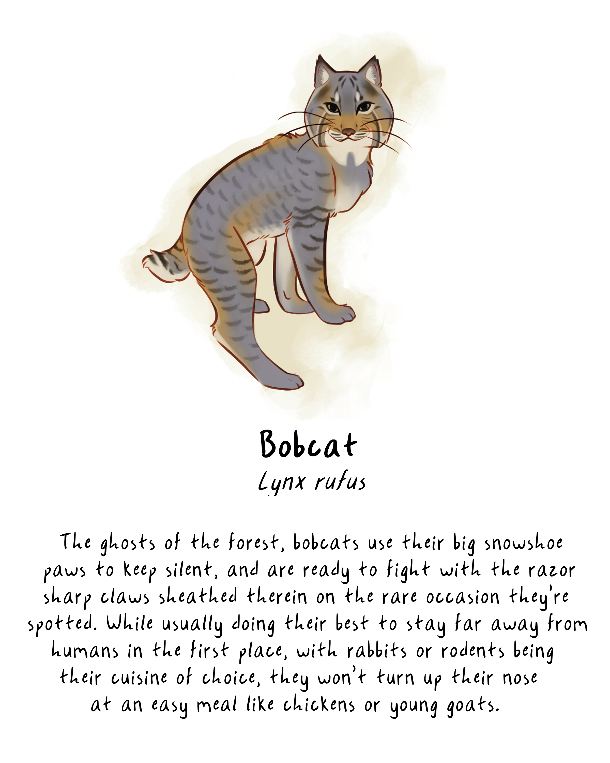 solobob.png