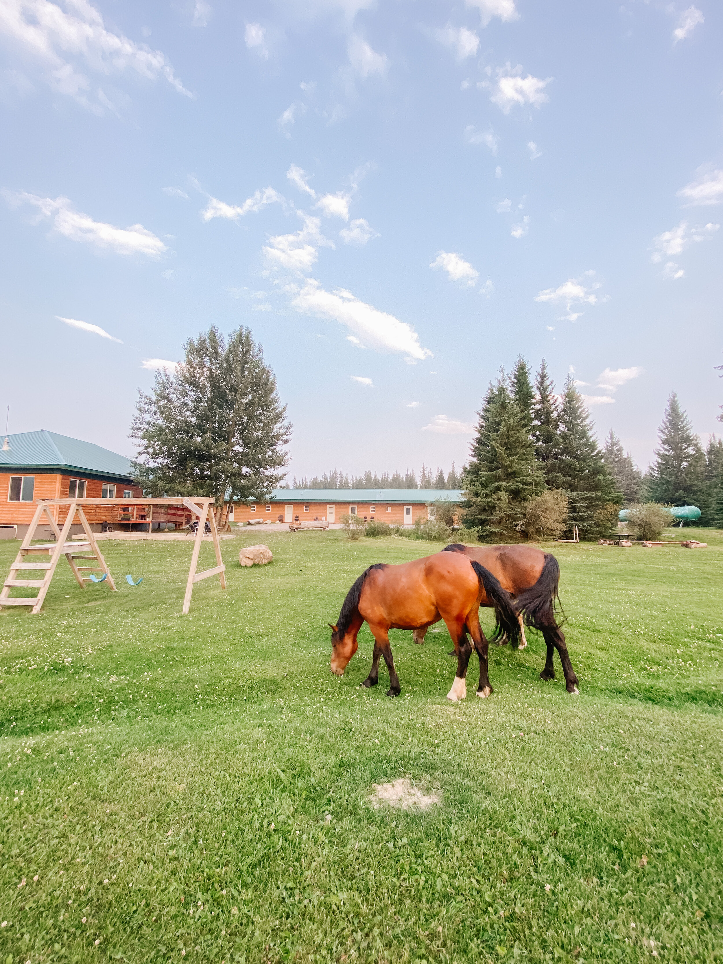 Wild Horses outside of Mountain-Aire Lodge