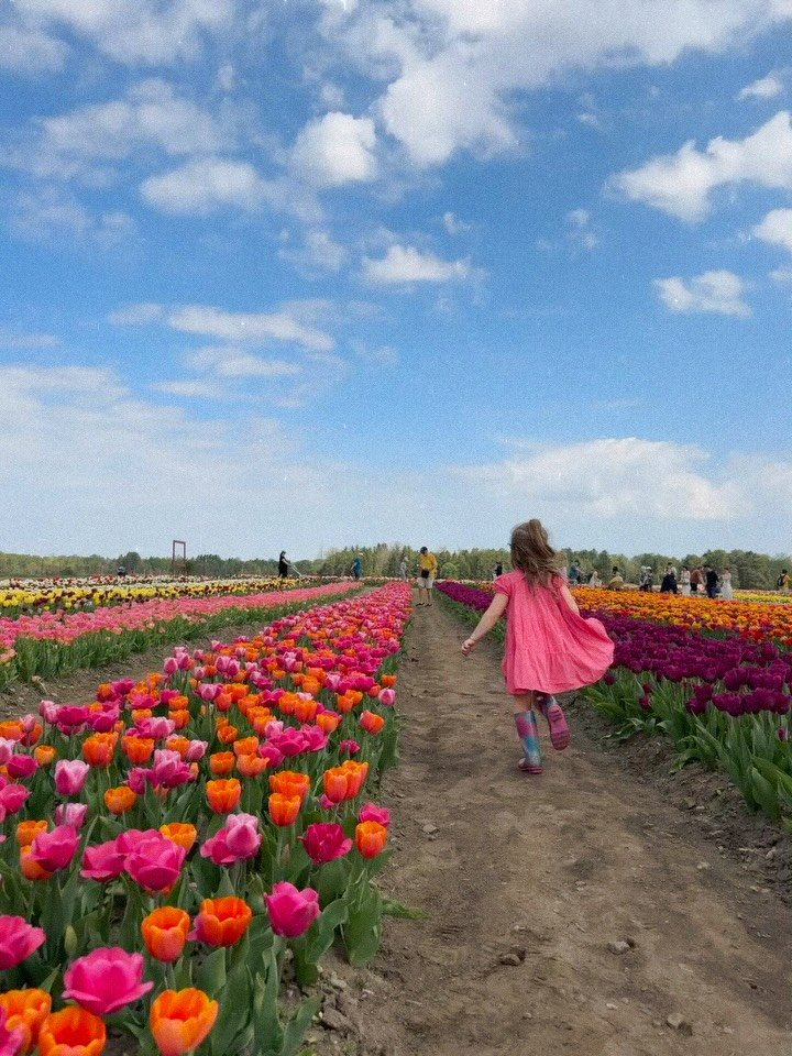 Inspiration is everywhere!

Featuring a very Canadian long weekend at home&hellip;☁️ 🌷🇨🇦🥹🎨

@sandhillcreekflowerfarm

#tulips #tulipfestival #artist #canadianartist #inspiration