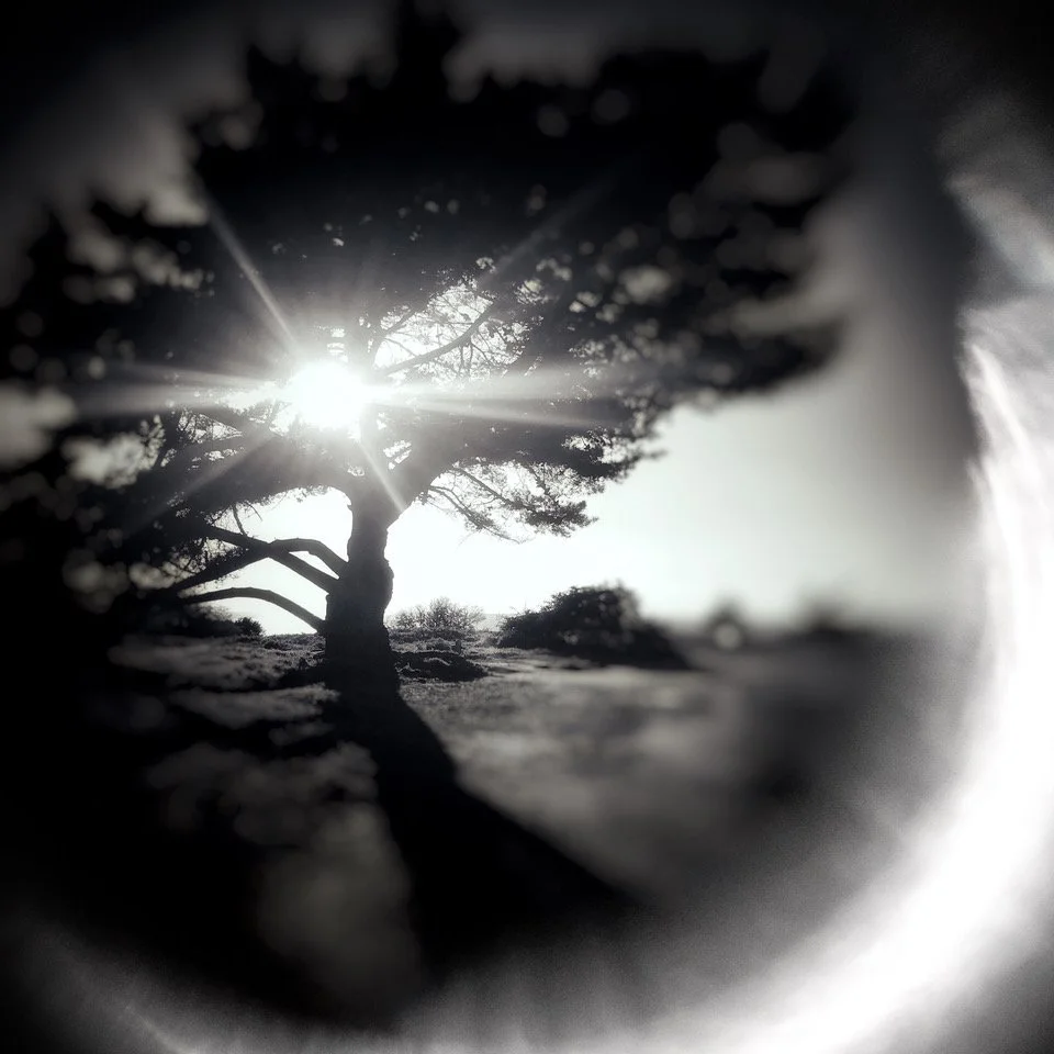 SHINE.jpeg