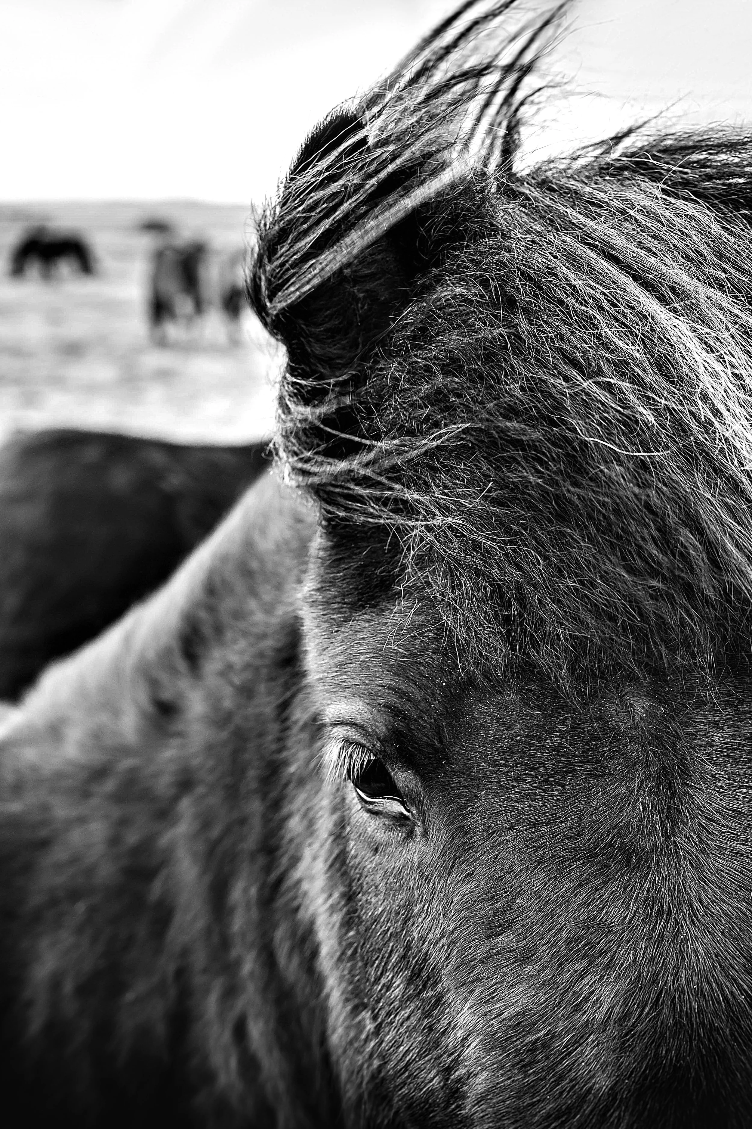 Horse4 copy.jpg