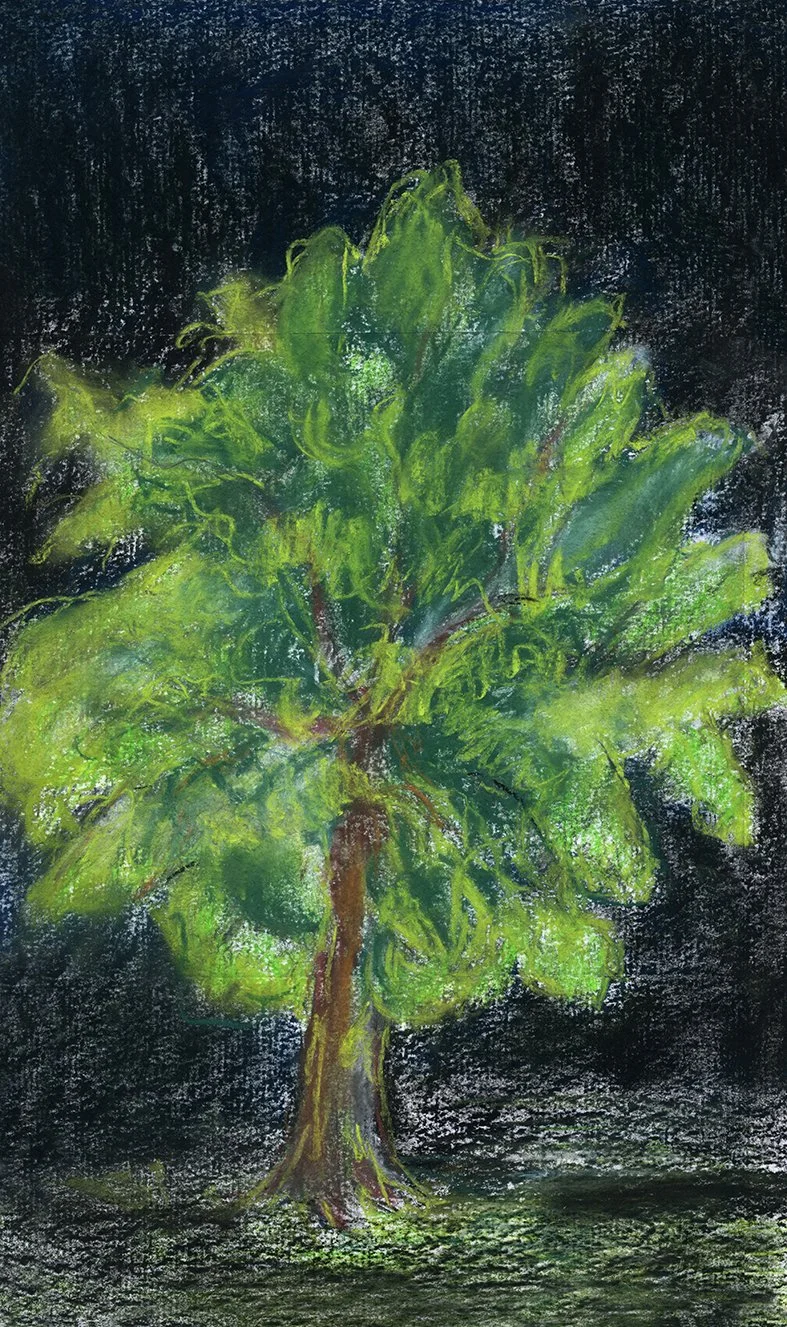 ROOTED/ democracy of the trees