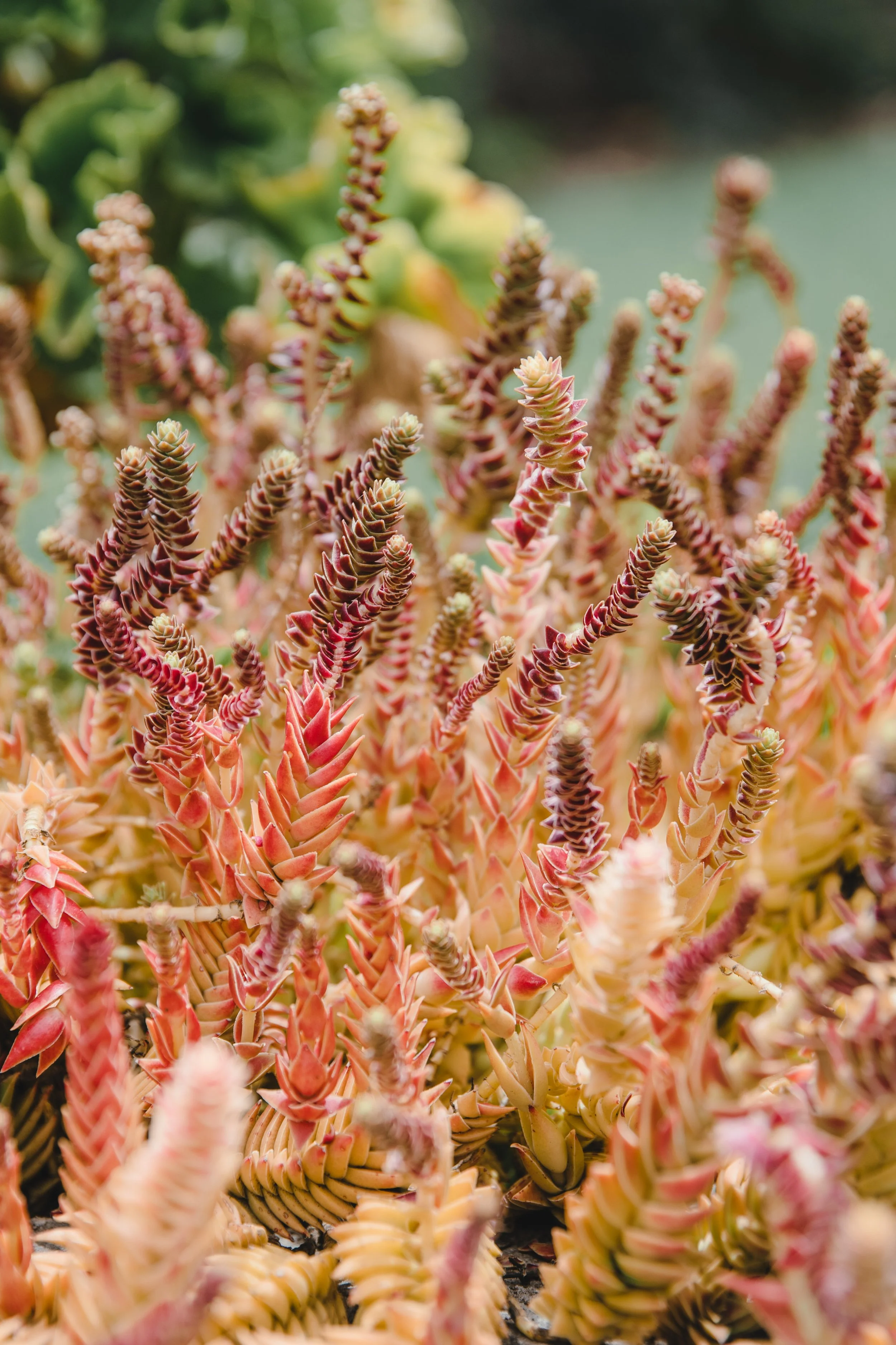 Inhale Retreat_Peru_2023-156.jpg