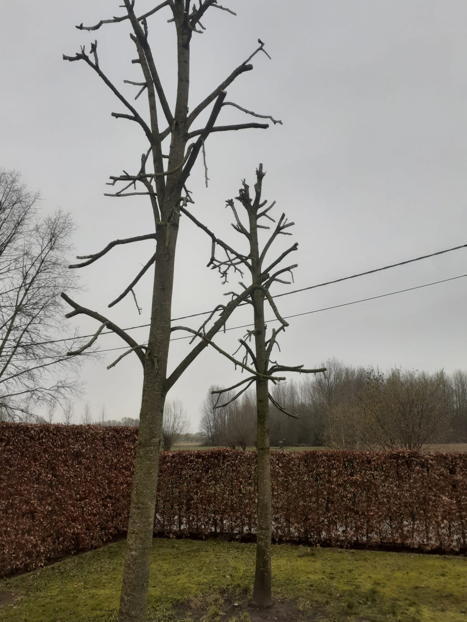 Snoeiwerken