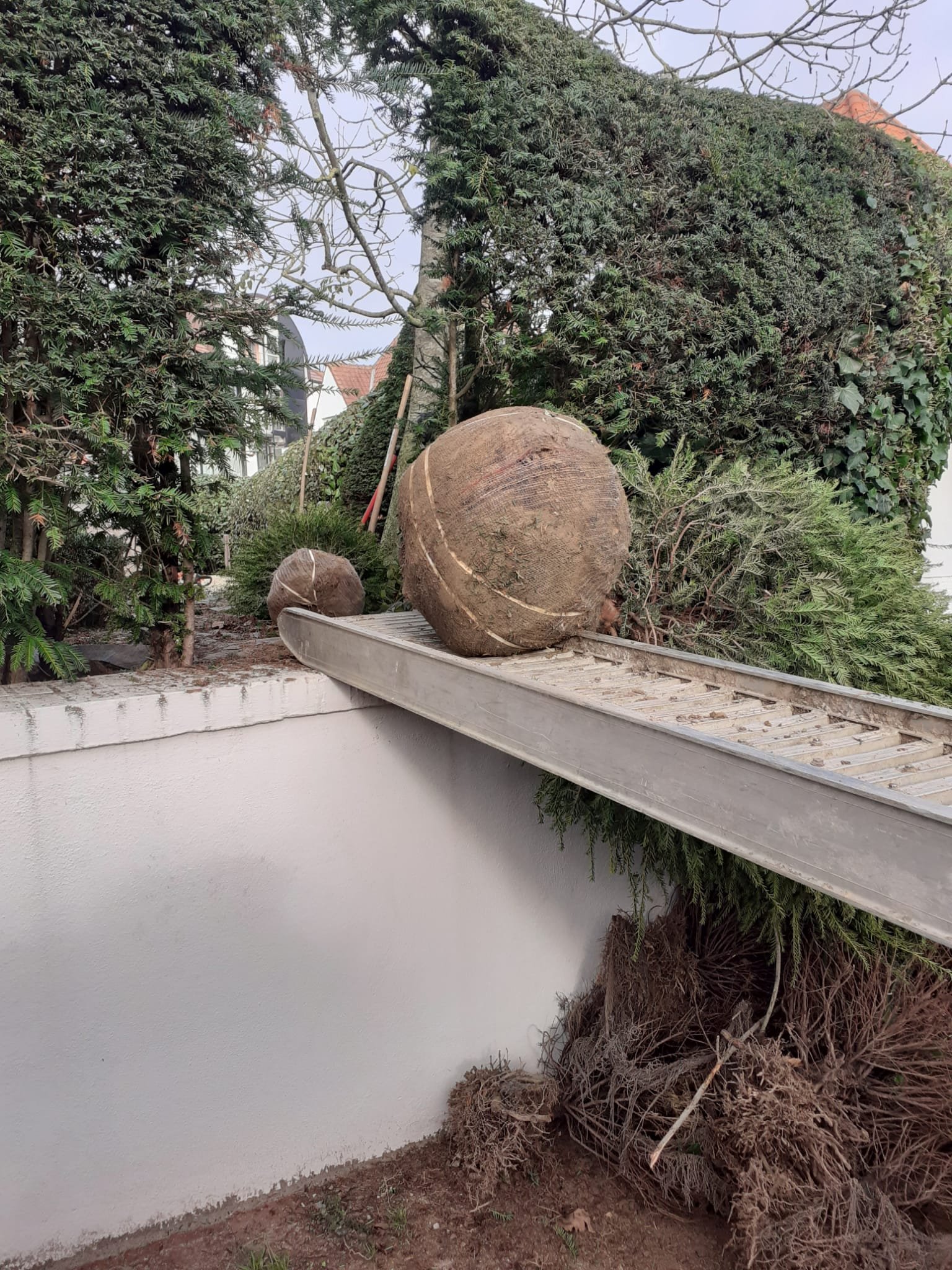 Aanplantingen