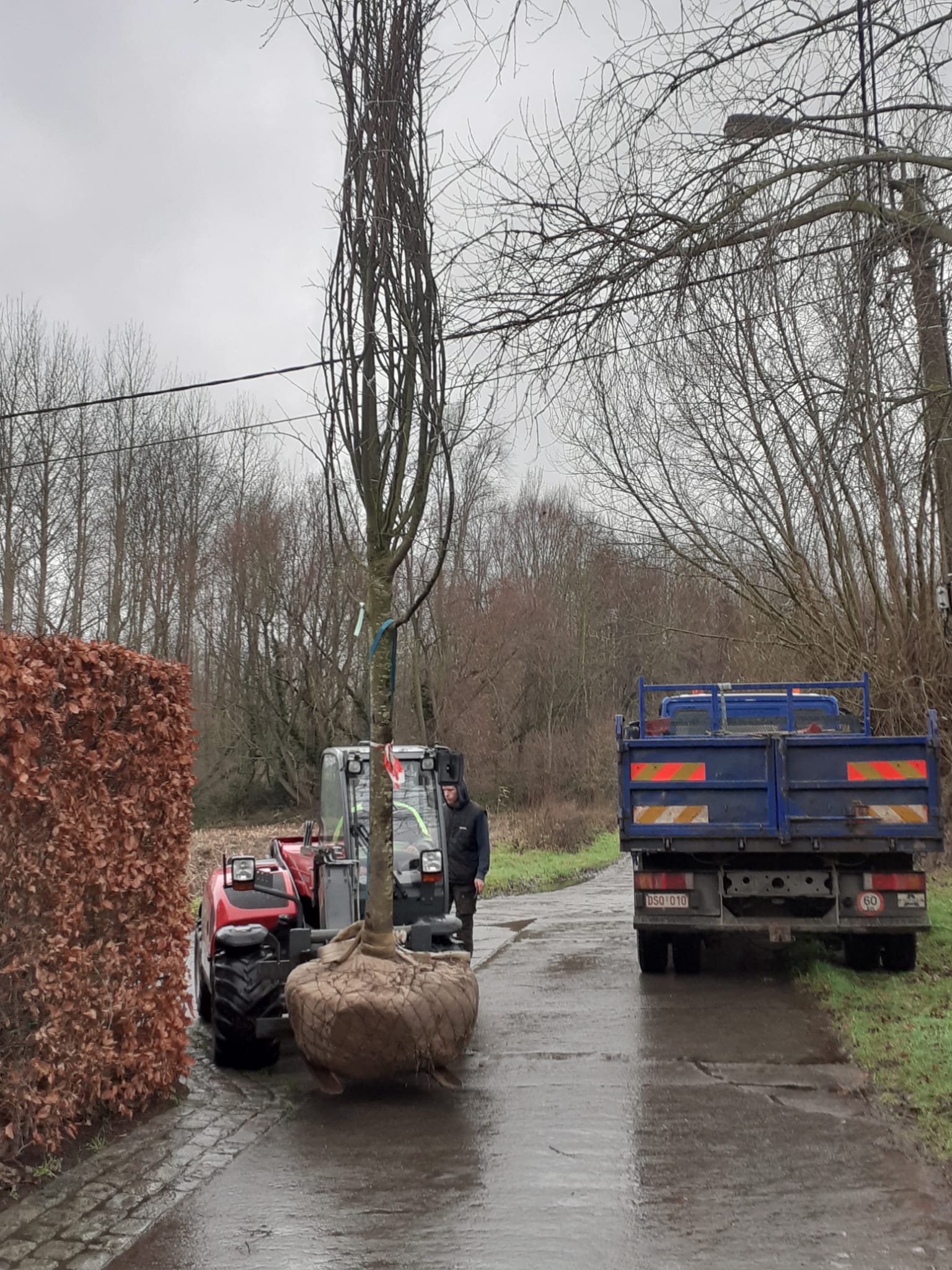 Aanplantingen