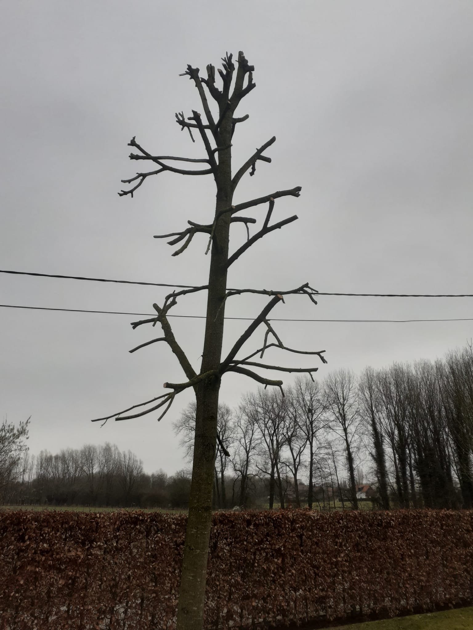 Snoeiwerken