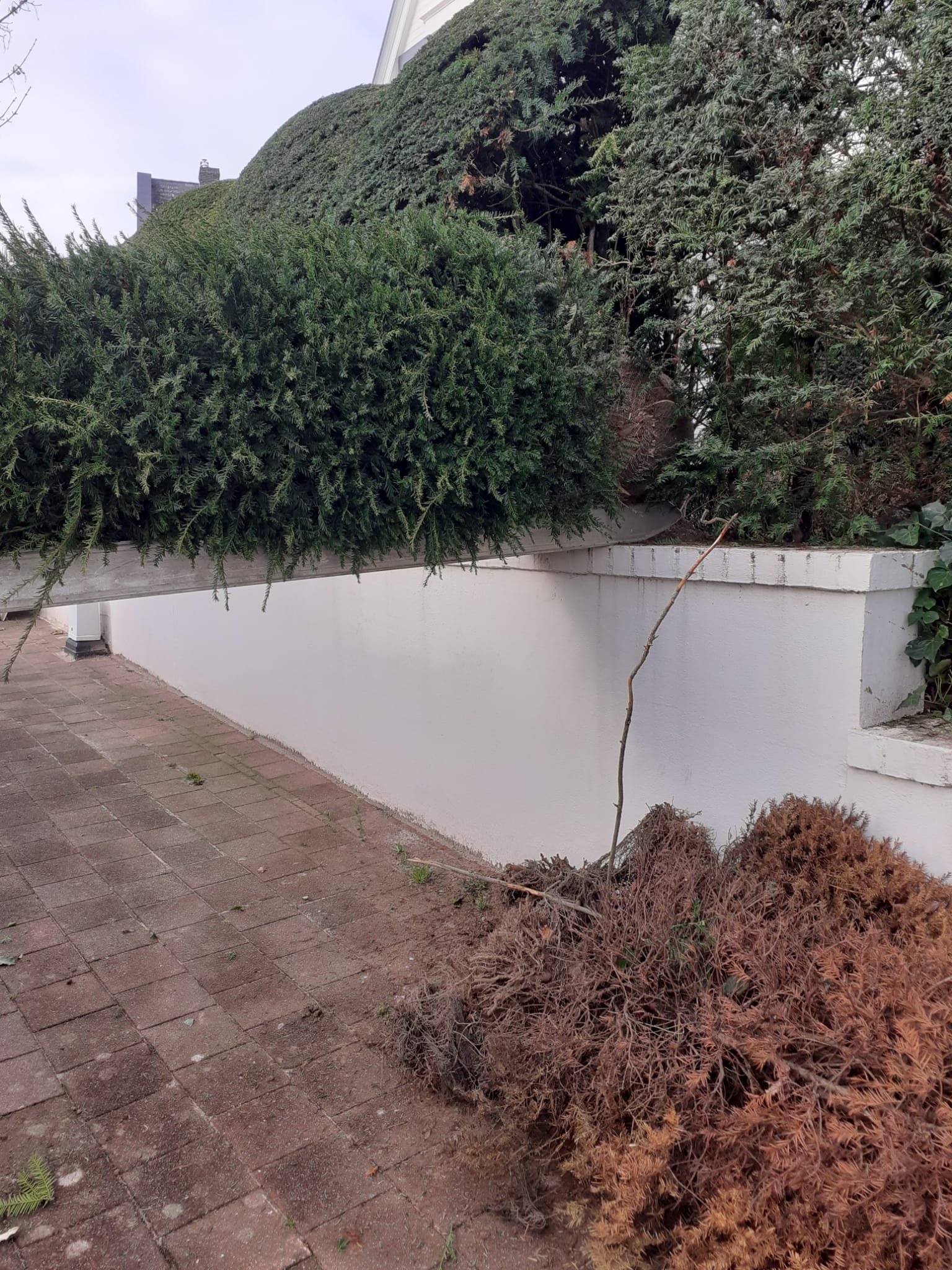 Aanplantingen