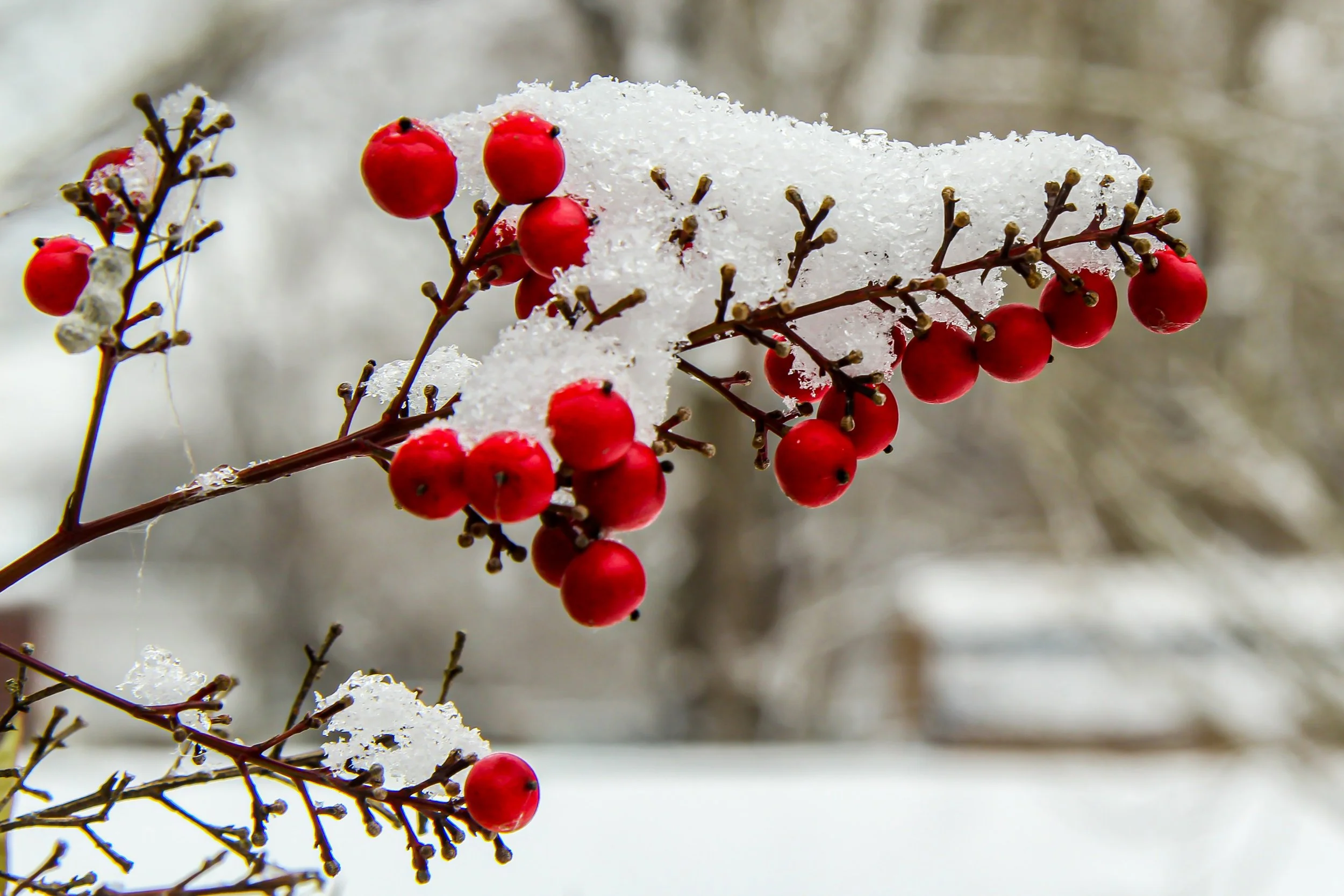 Winter Berries at Maple Valley Farm