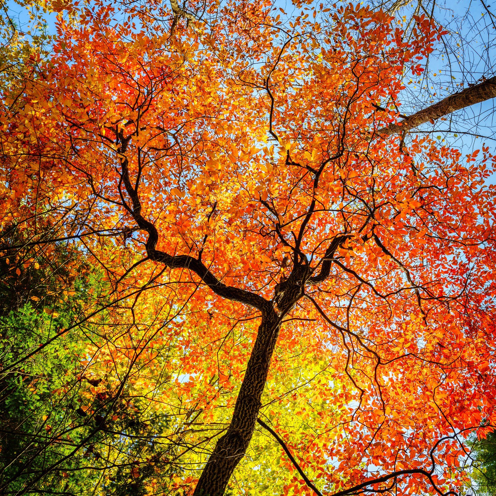 🎃👻 Happy Spooky Season from Maple Valley Farm! 🍂 As the days get chillier and the leaves turn, we’re here to add a touch of cozy autumn vibes to your feed. 🌻 Dive into our latest blog for fall farm fun and a peek behind the scenes at the se