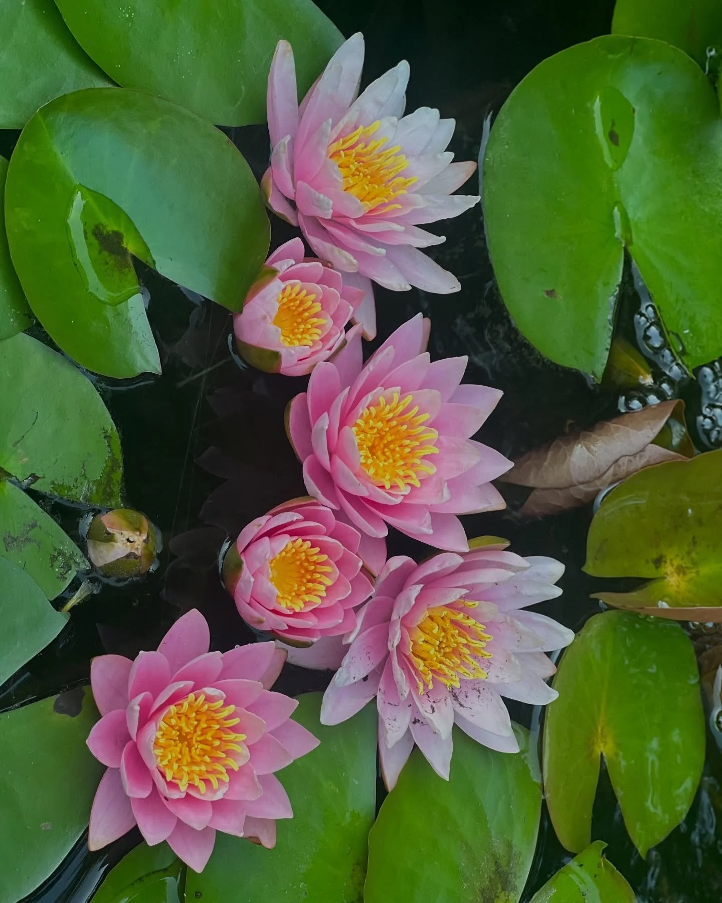 Water Lily blooms abound this year in the koi pond and bog pond.