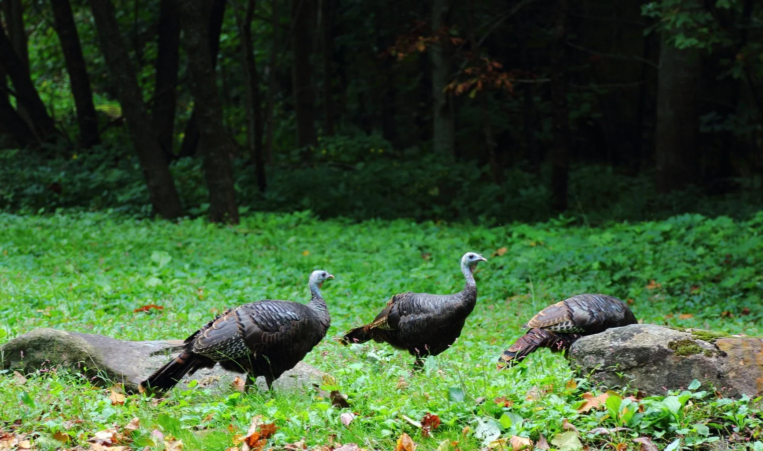 9-22-2012 Newfound Gap Sunrise9.JPG
