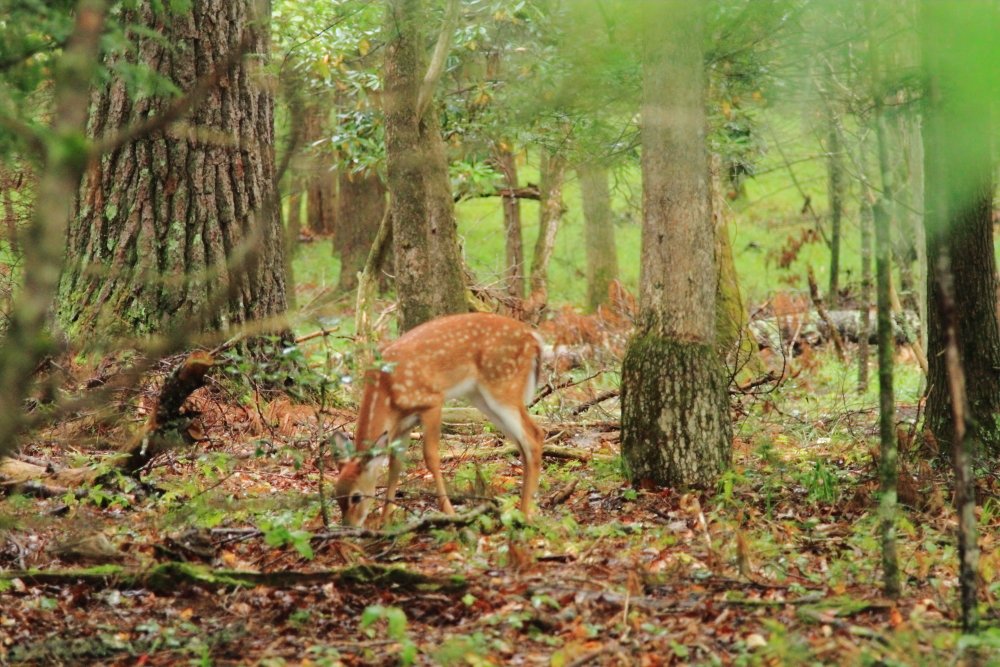9-29-2012 Cades Cove55.JPG