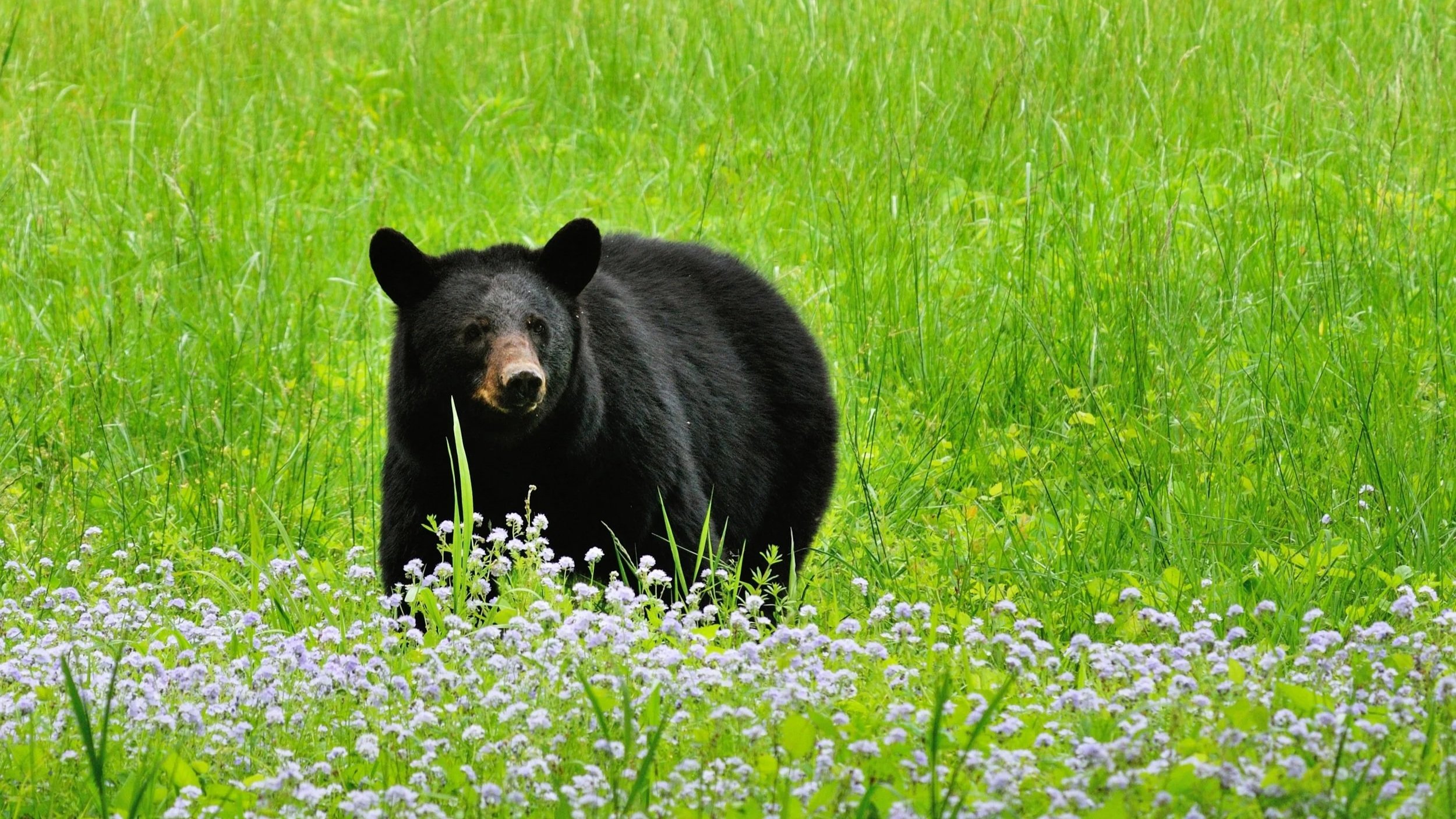 🐻 Bears in the Valley: Sharing the Smoky Mountains with Our Wild Neighbors