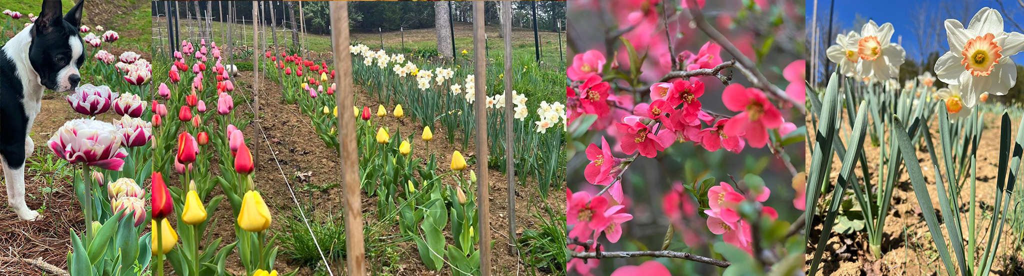Spring flowers blooming at Maple Valley Farm